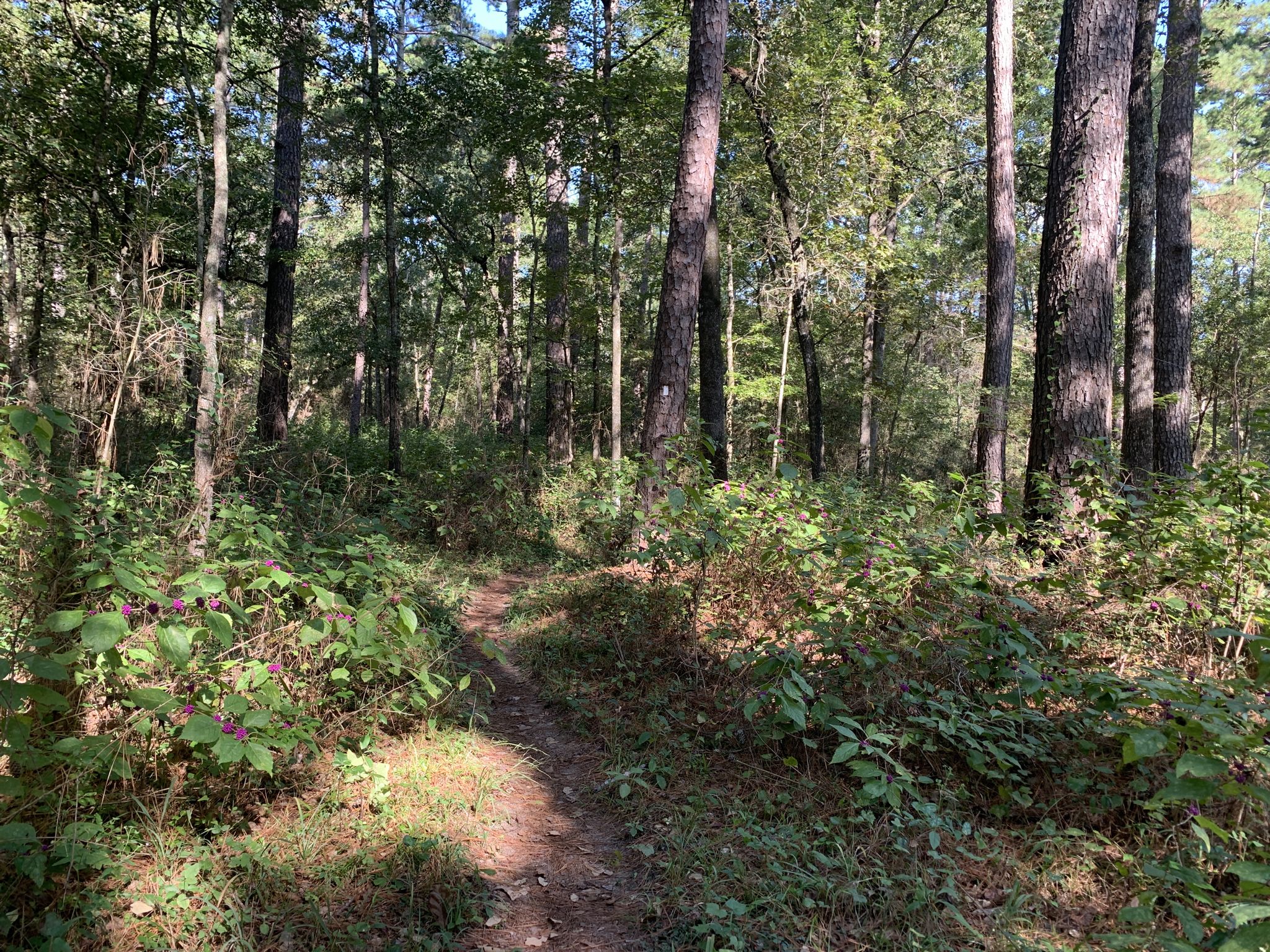 A sunlit dirt path winds through a dense green forest. - Trail alongside Pole Creek – Trail alongside Pole Creek loop from Lone Star Hiking Trail Trailhead #4