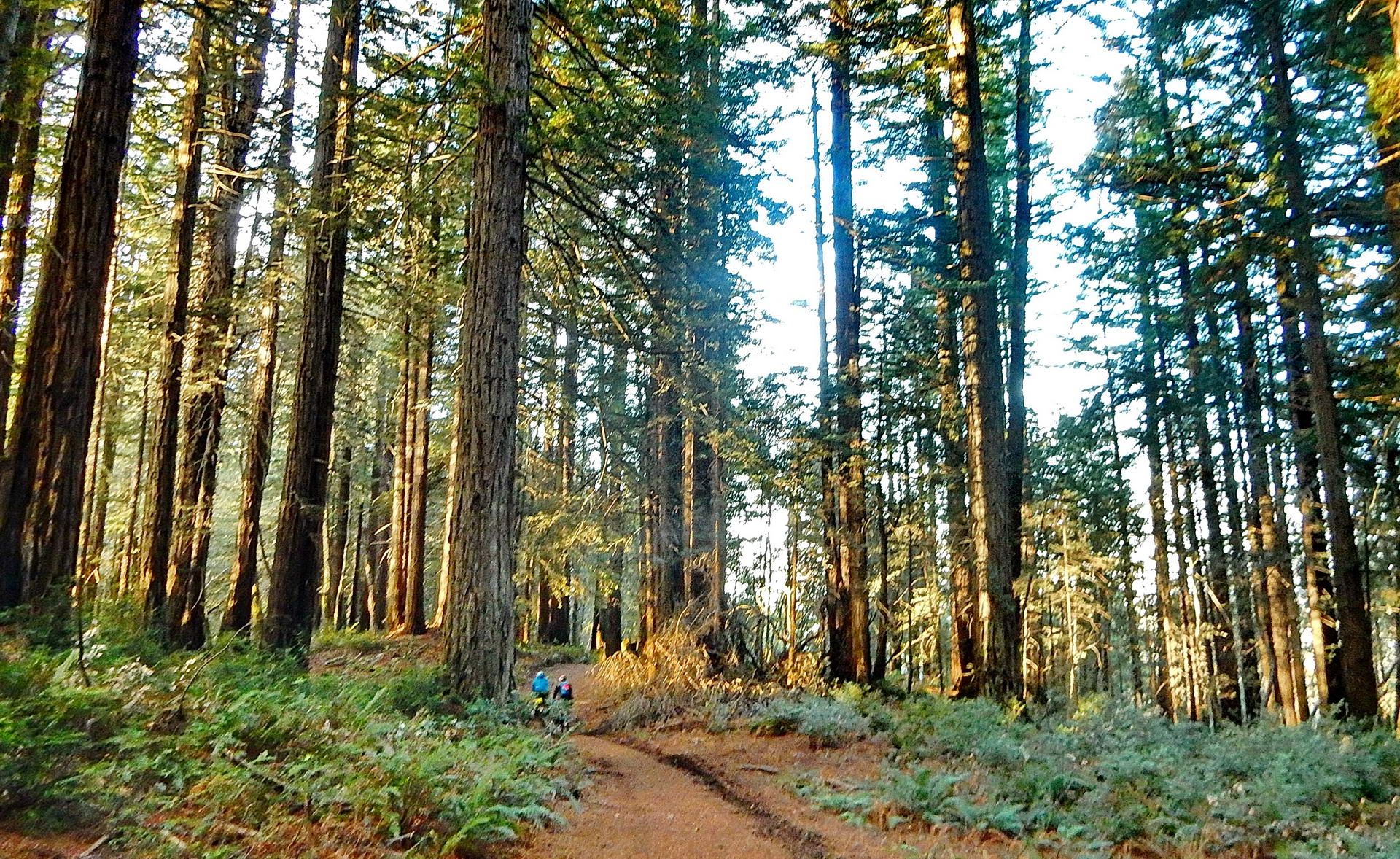 Two people cycling on a forest path with sunlight filtering through tall trees. - Marie Dhority Bridge – Bolinas Ridge Trail loop from Lagunitas