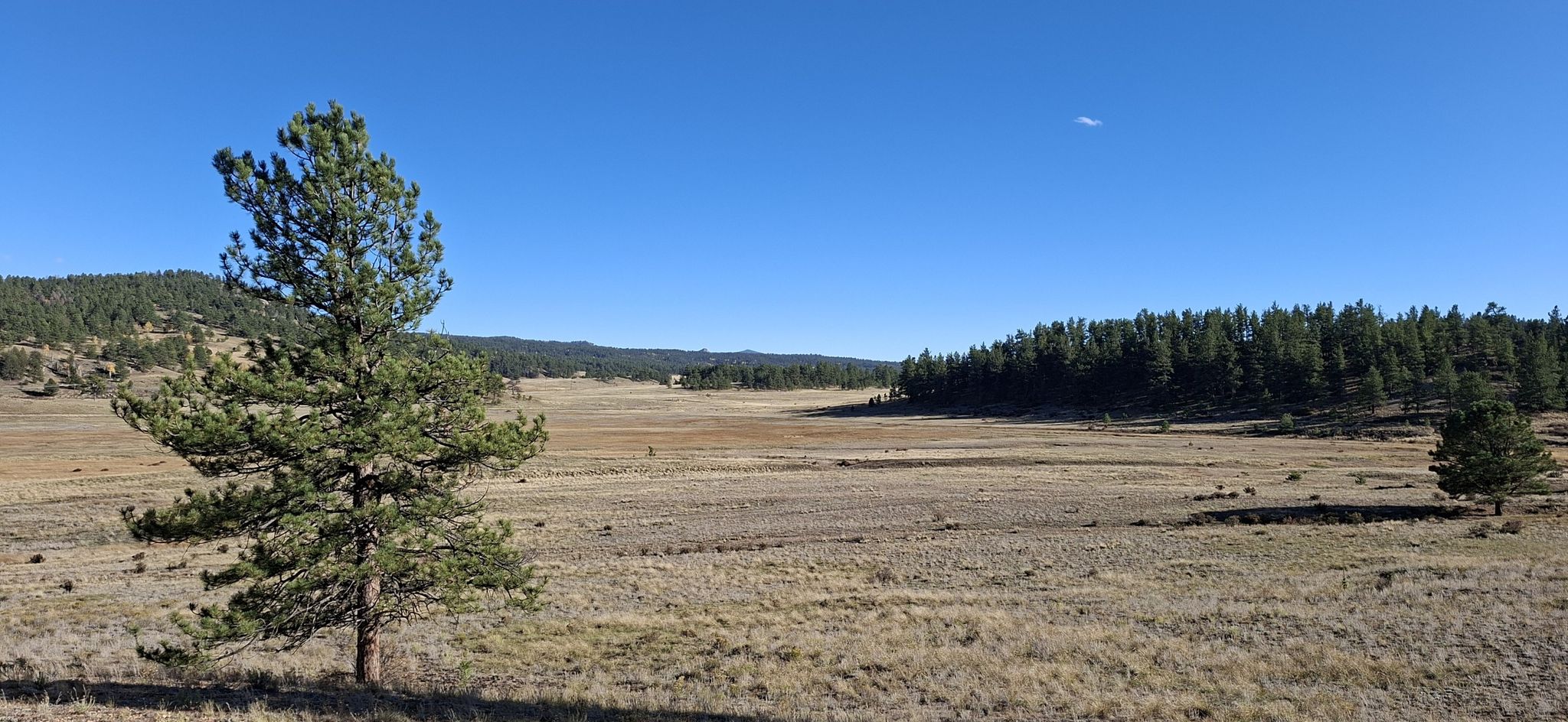 A lone pine tree stands in a sunlit, dry grassy field. - Hornbek Wildlife Loop