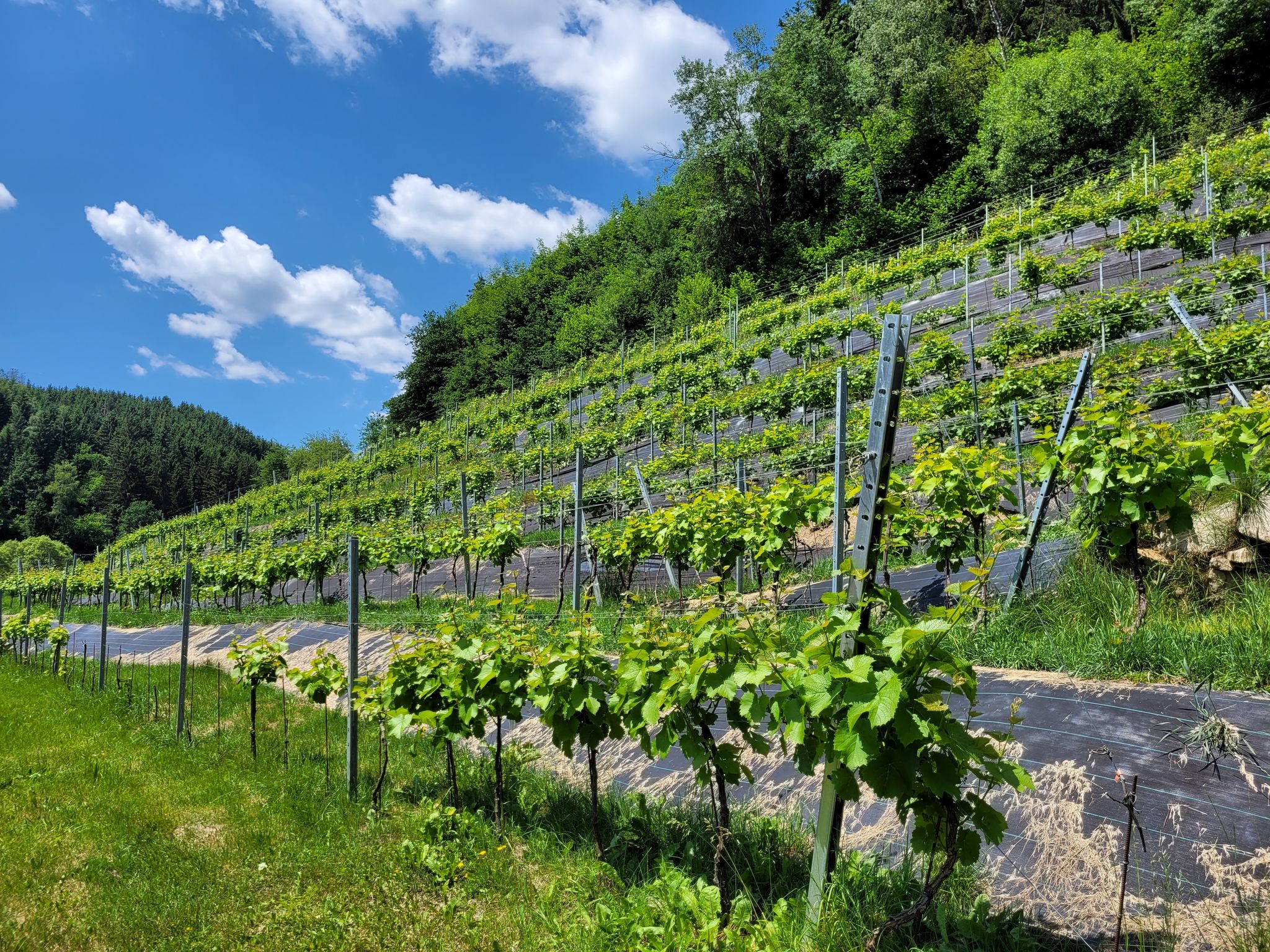 Weinberg unterhalb der Burg Pürnstein