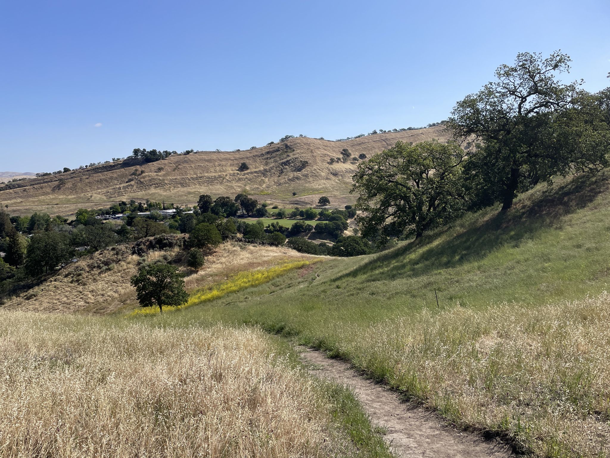Narrow dirt path through tall grass on a sunny hillside. - Northgate Park 🌳 loop from North Gate