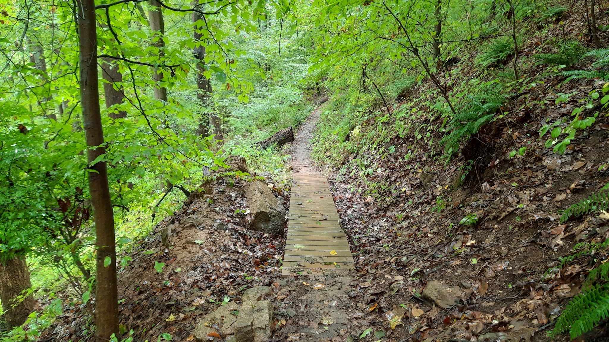 Wooden boardwalk path winding through a lush green forest on a slope. - Merryman's Mill Trail Loop