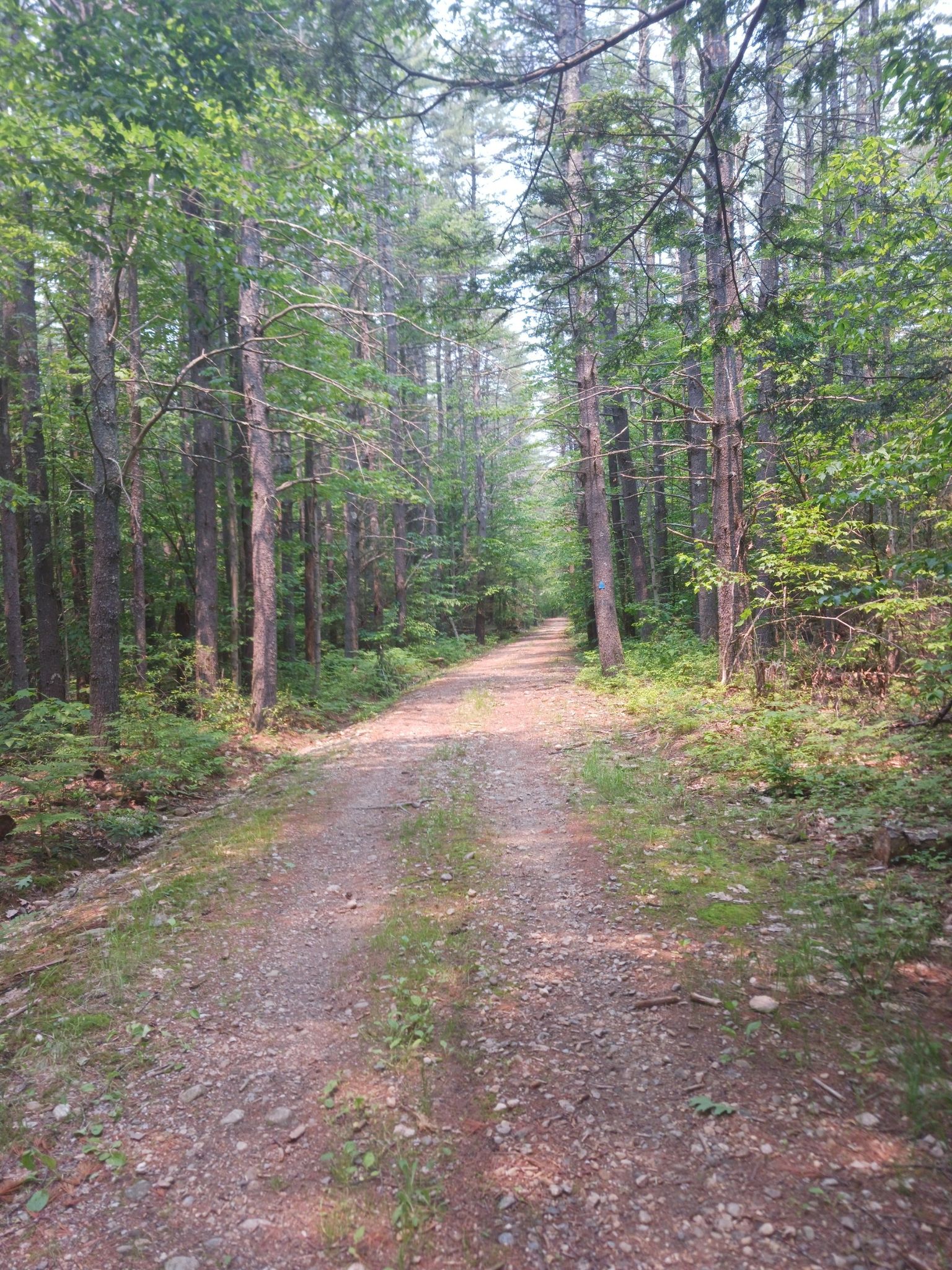 A straight dirt road extends through a sunlit forest of tall trees. - Willard Brook and Friends Loop