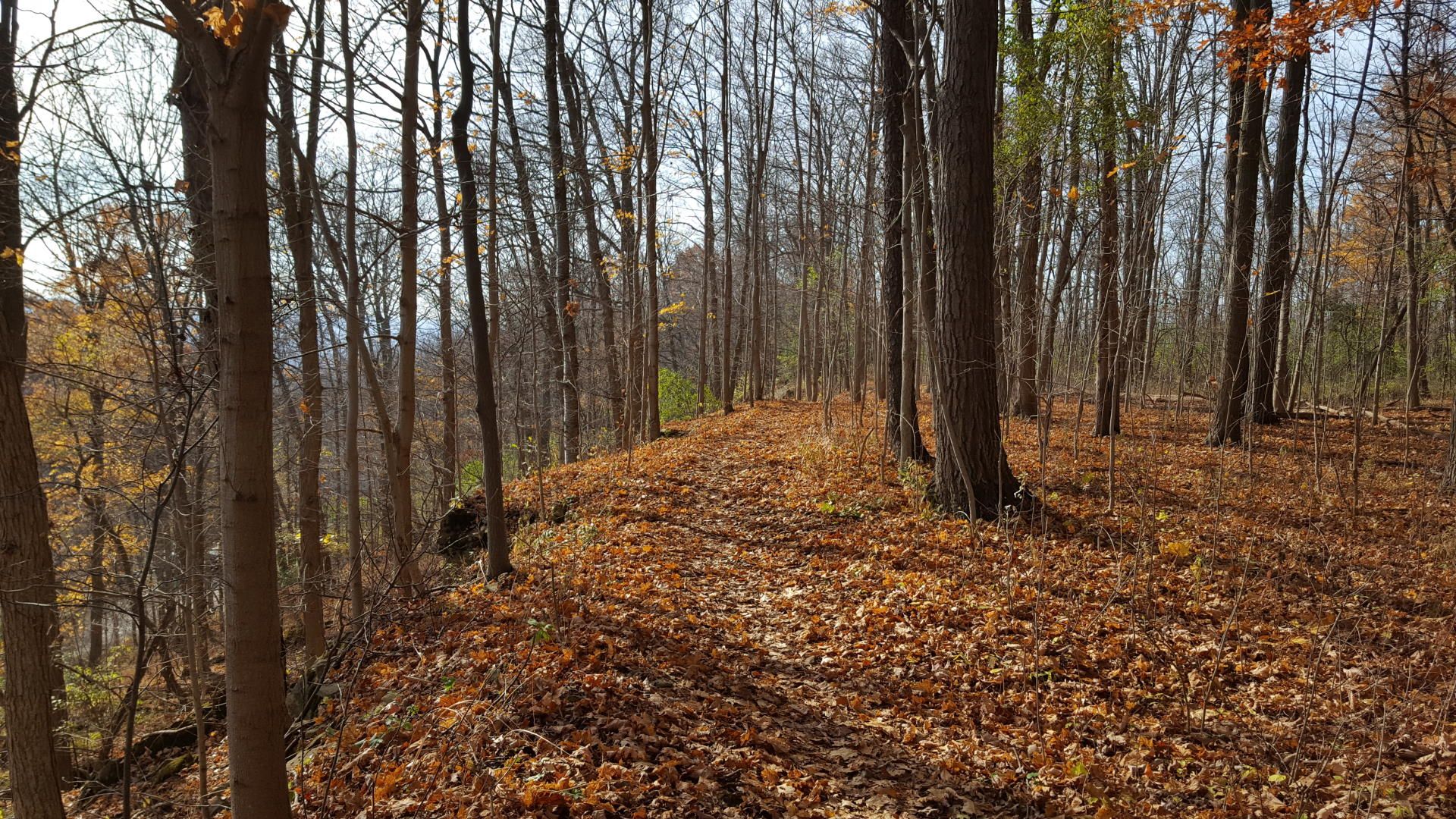 Bruce Trail along Patterson Road