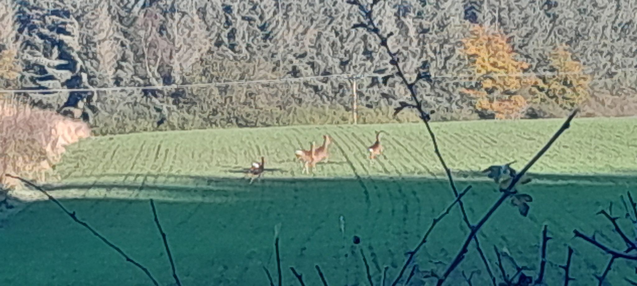 Deer close to the house