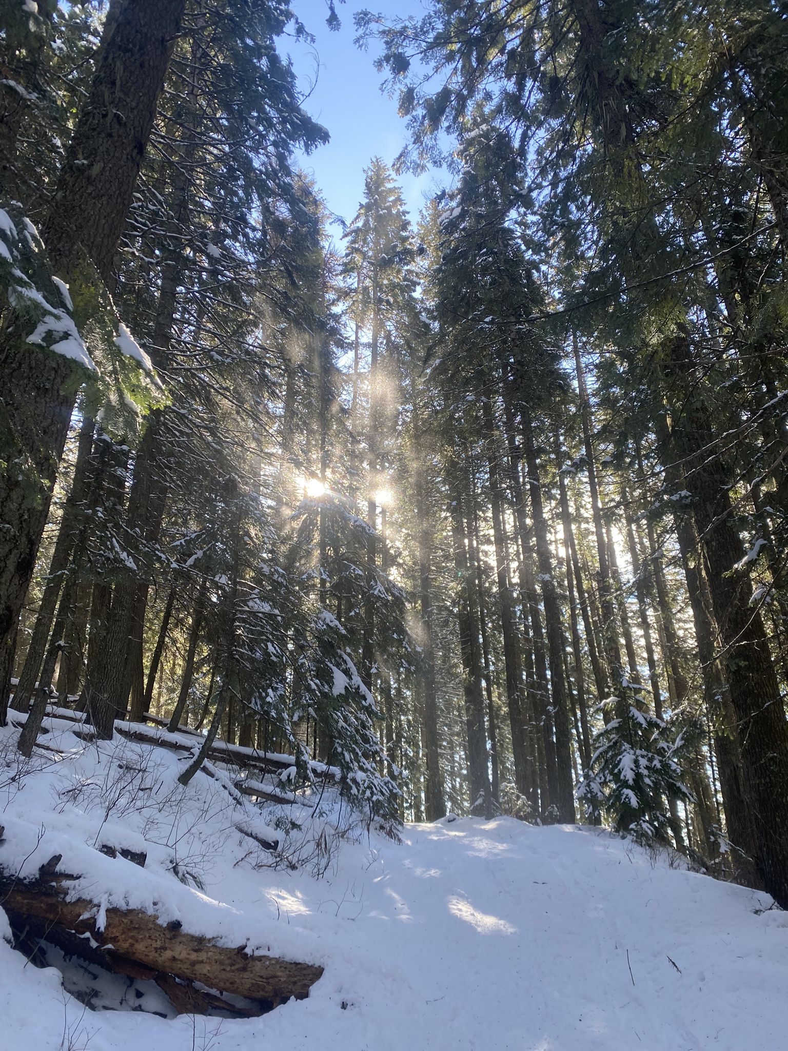 Sunlight streams through tall snow-covered evergreen trees in a winter forest. - Bald Knob – Mount Kit Carson Loop Trail loop from Bald Knob