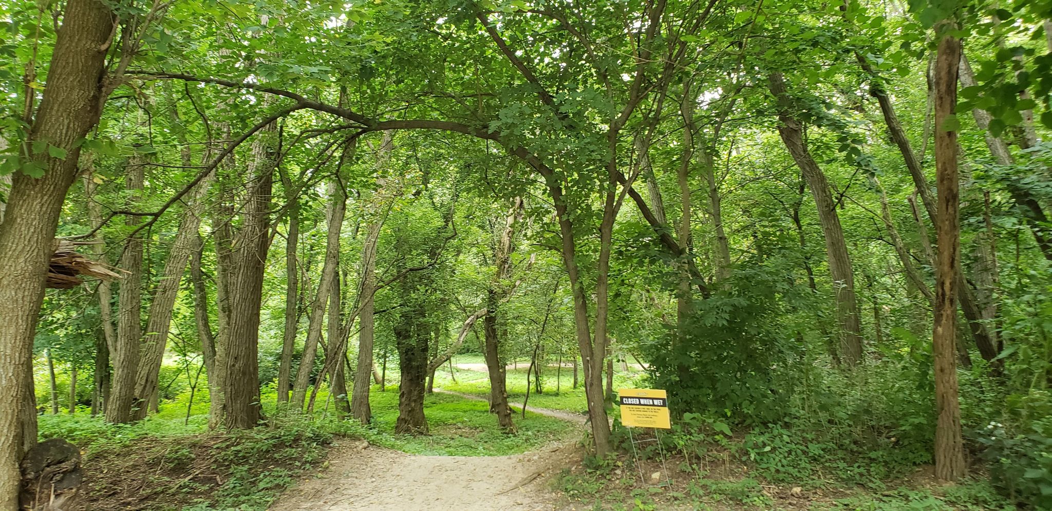 Lush green forest with a dirt path leading through arching trees. - Raceway Woods Trails loop from Dundee Township