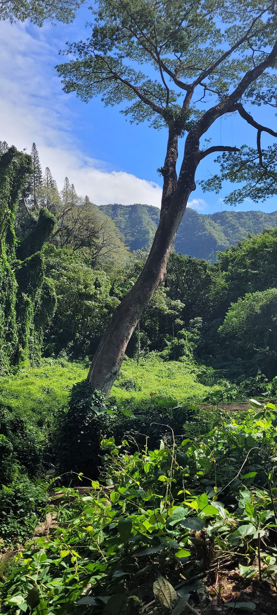 Tall, leaning tree in a vibrant green forest under a blue sky. - Mānoa Falls Trail