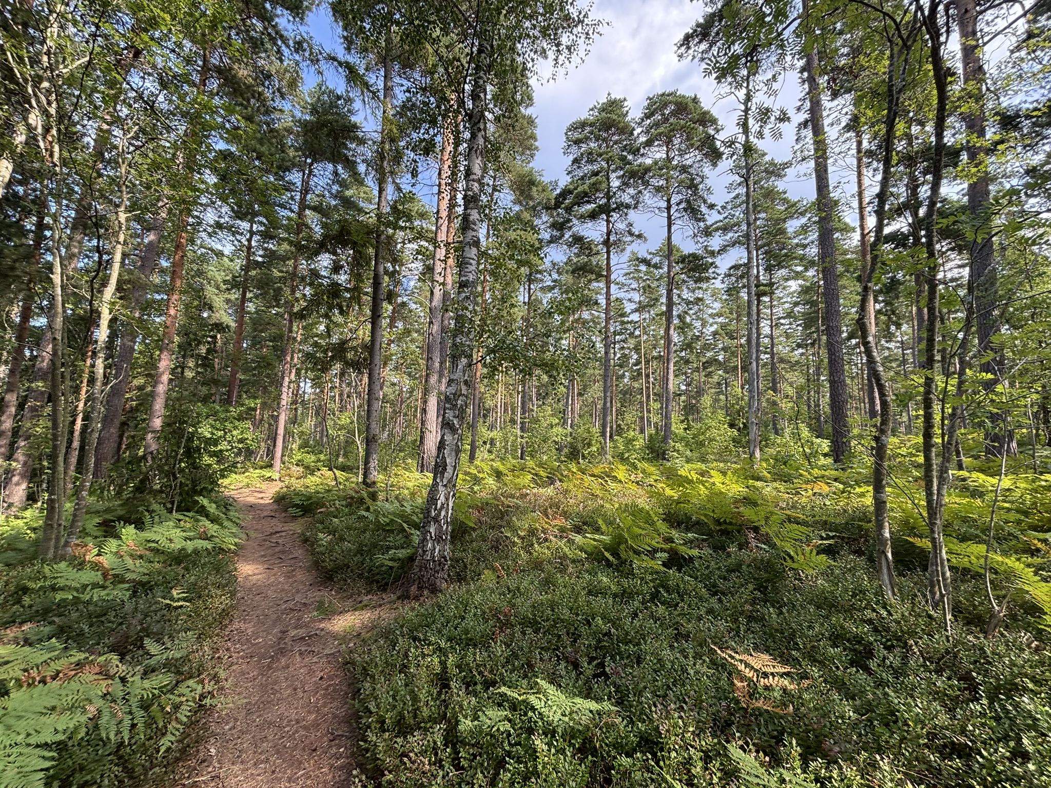 Wunderbare, weich federnde Waldwege