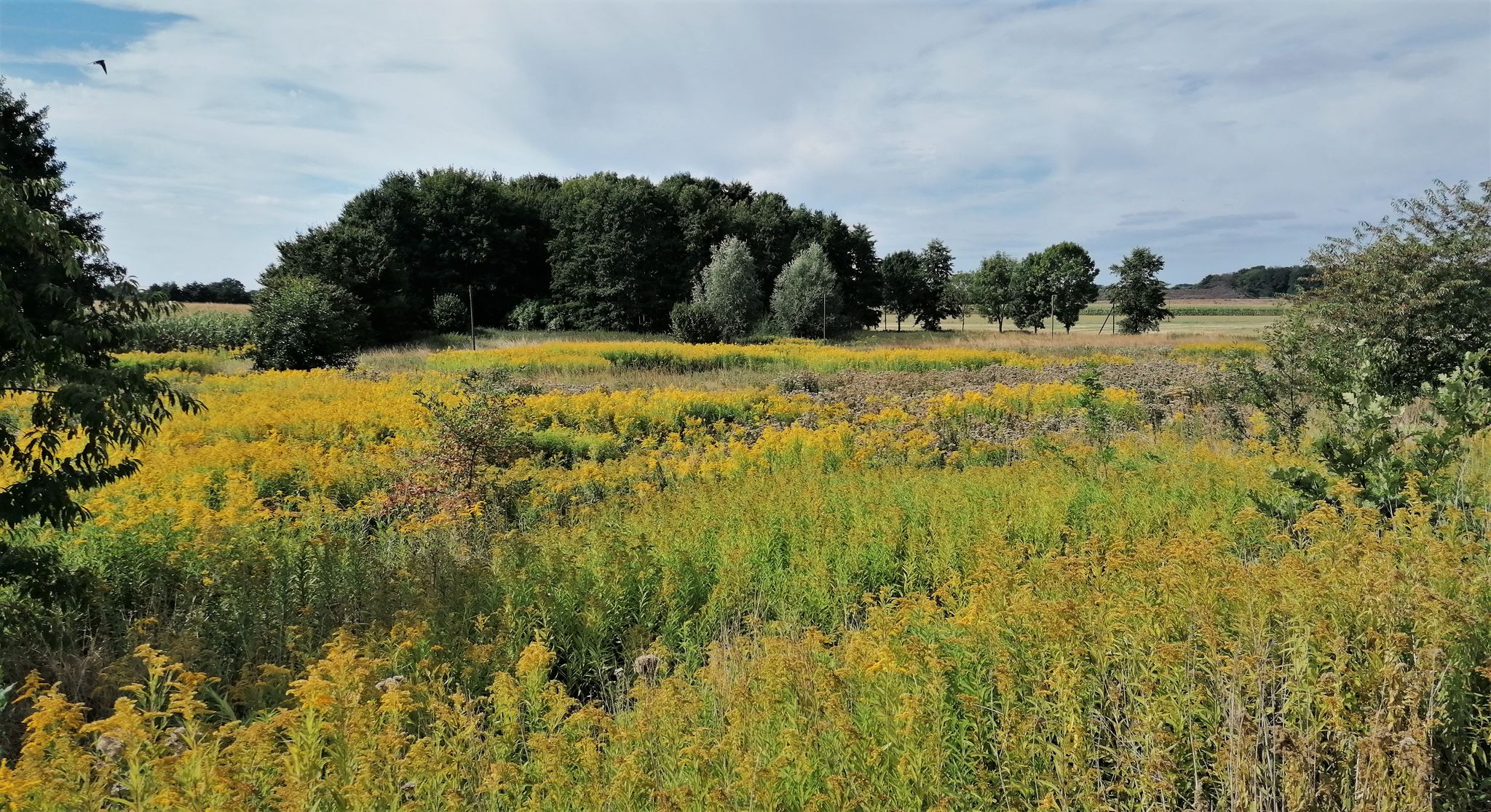 Auch hier setzt der Solidago schöne Farbakzente