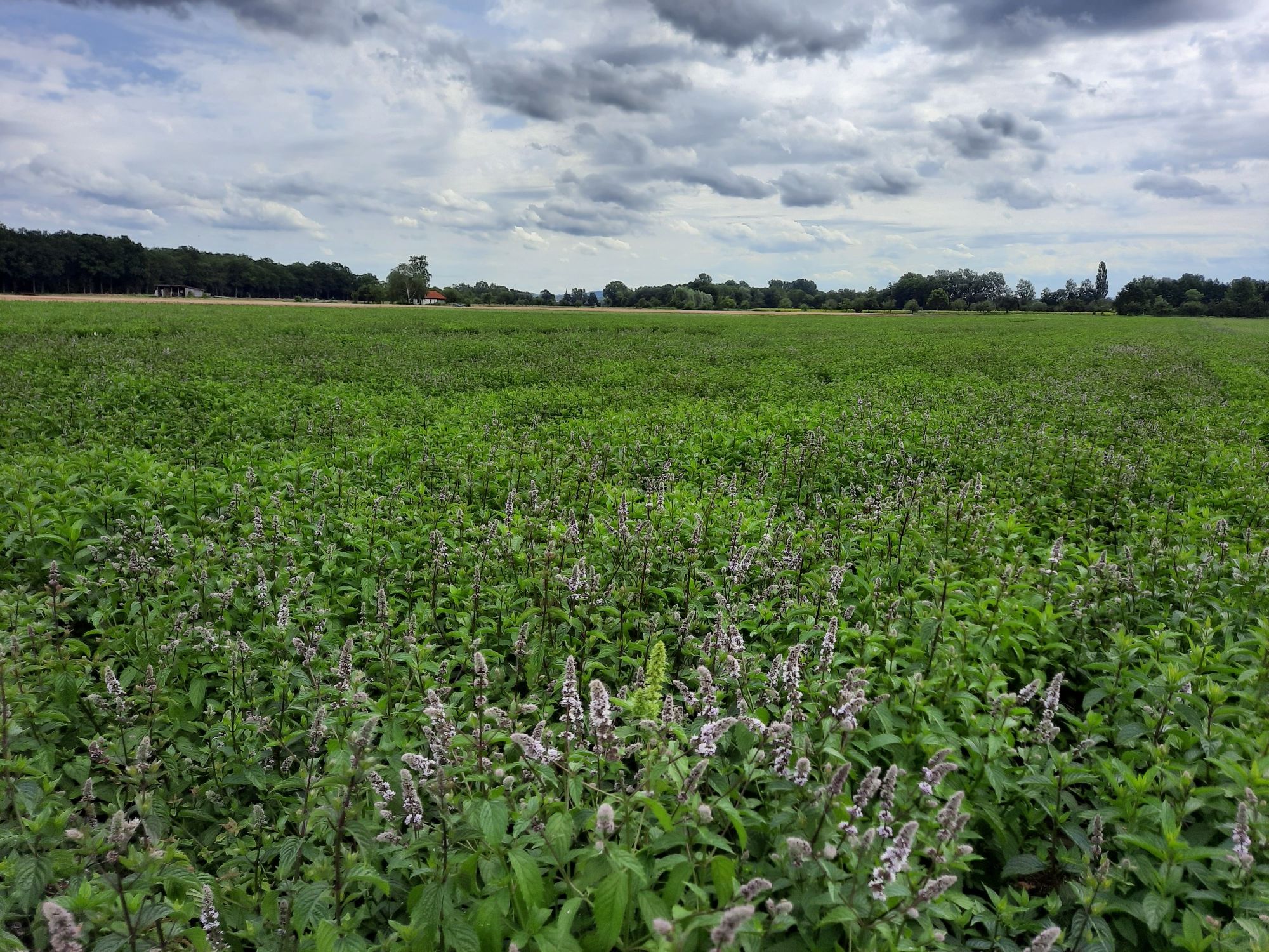 Pfefferminzfeld