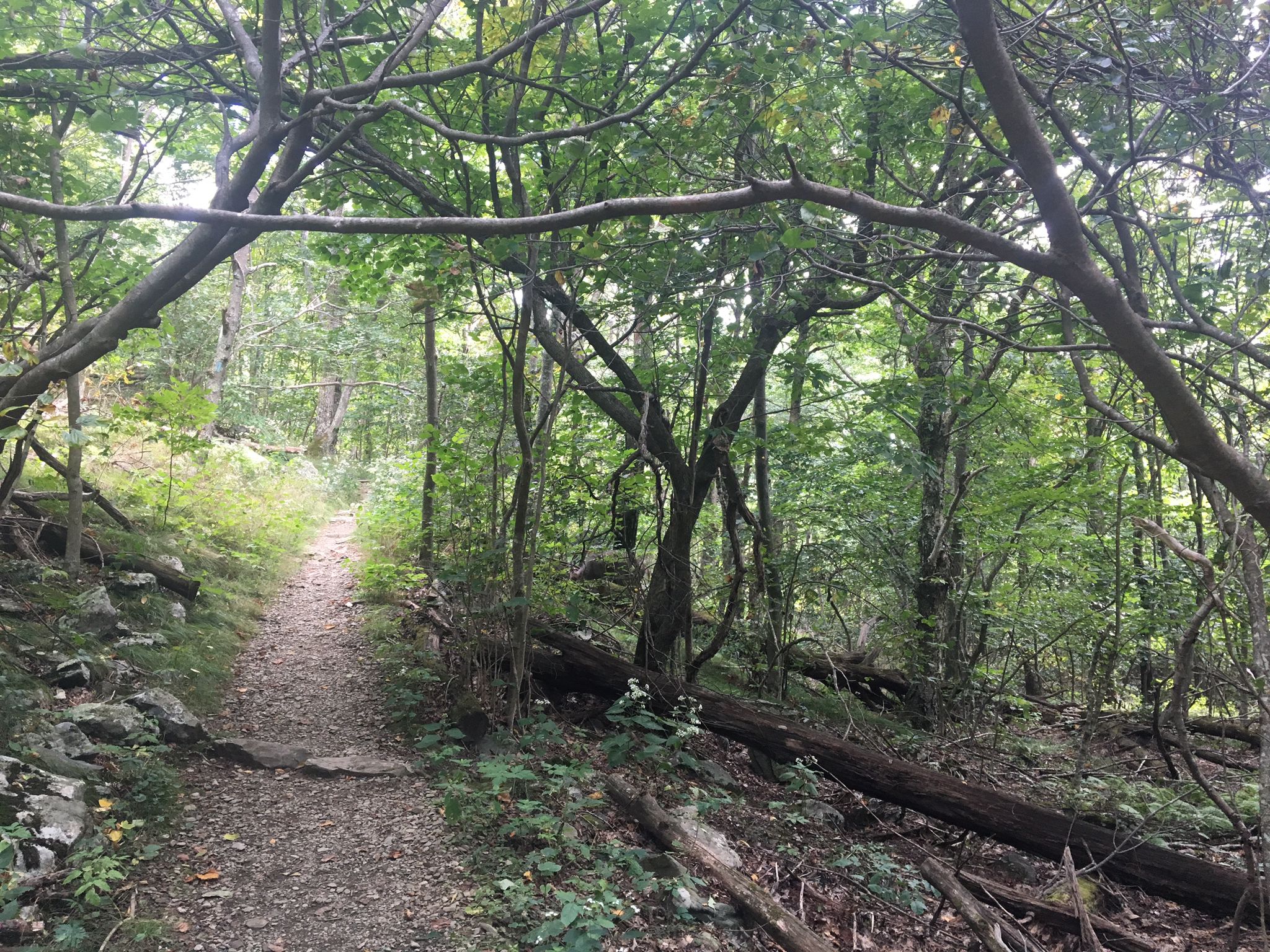 Shaded forest path with dense green foliage and fallen branches. - Hawksbill Gap loop from Hawksbill Gap