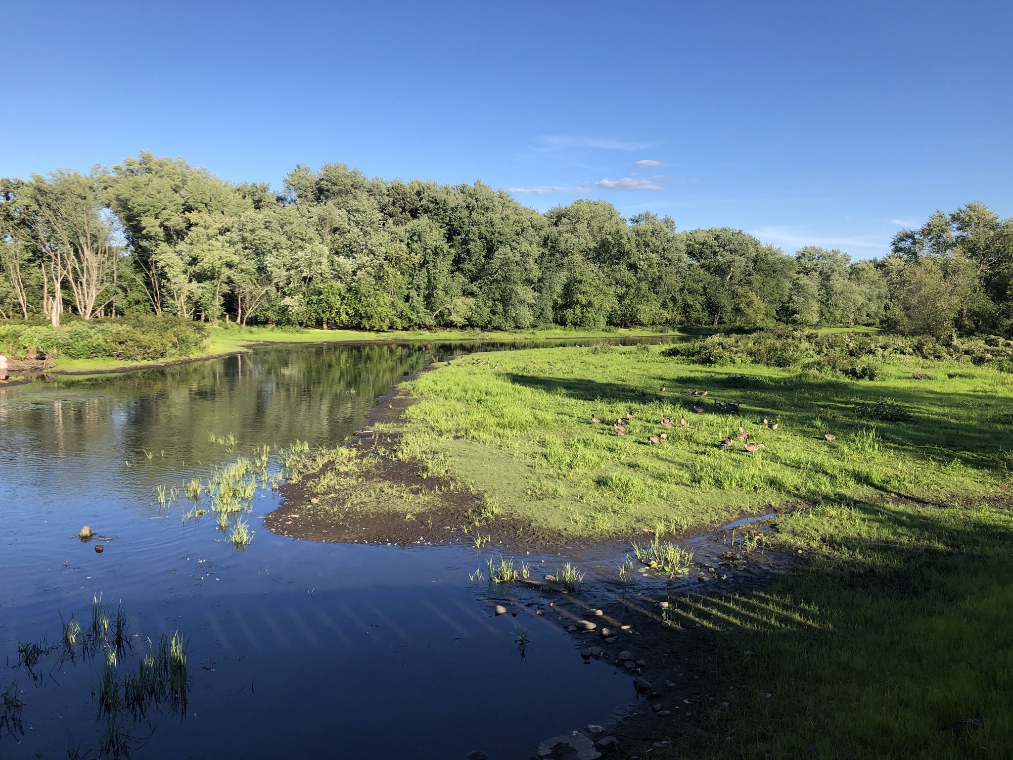 Sunny wetland with calm water, green grass, and lush trees. - Railway Bridge loop from Waverley