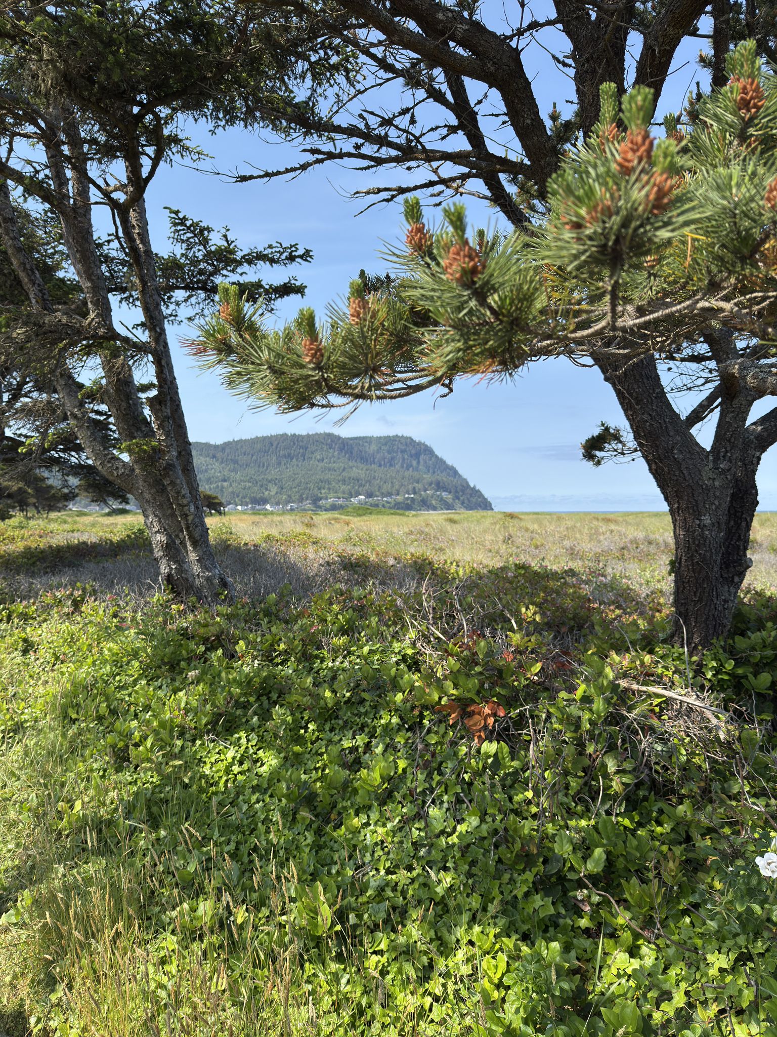 Pine trees frame a view of a grassy field, ocean, and a distant forested headland. - Hiking loop from Seaside