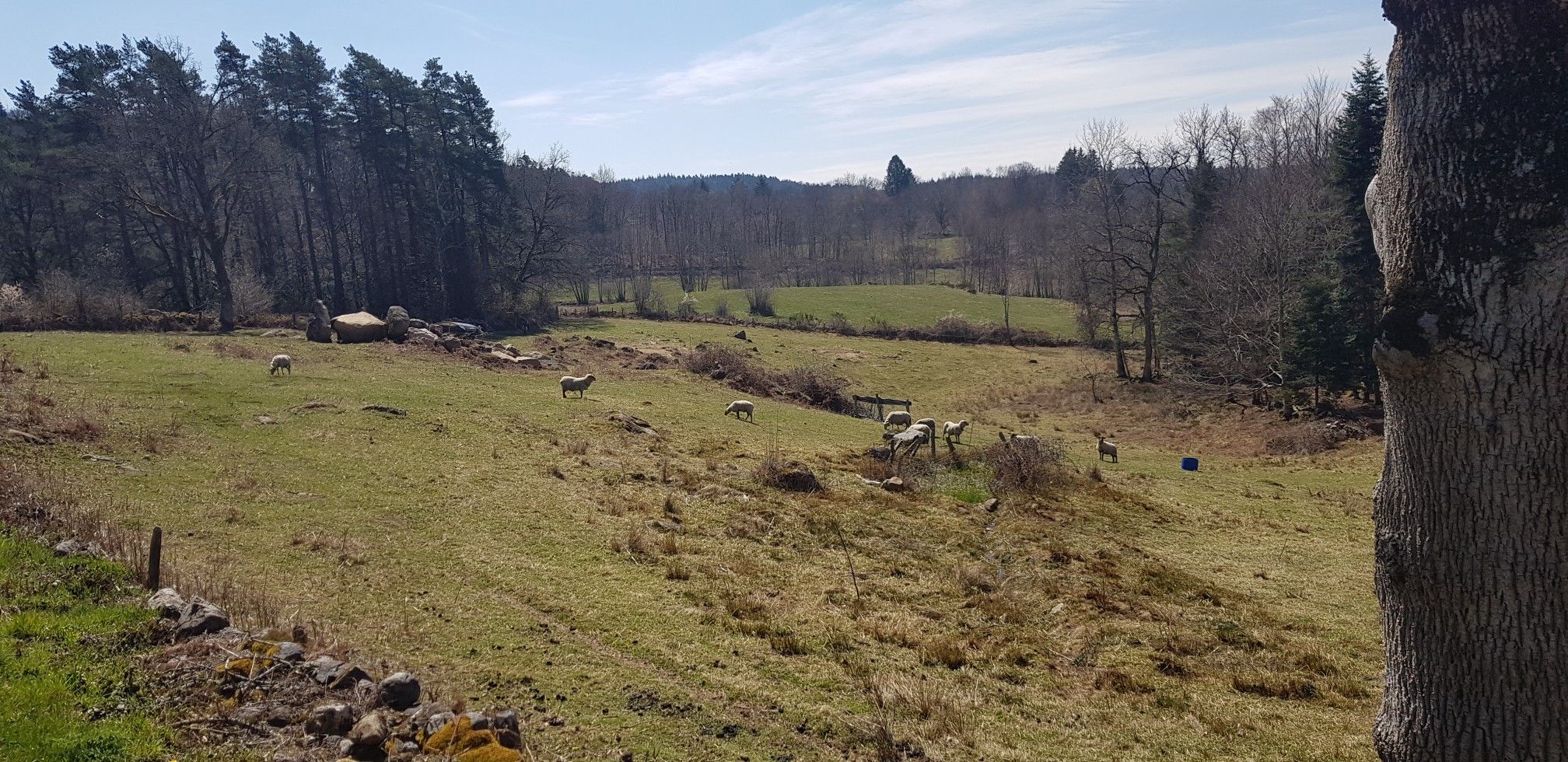 Weidelandschaft