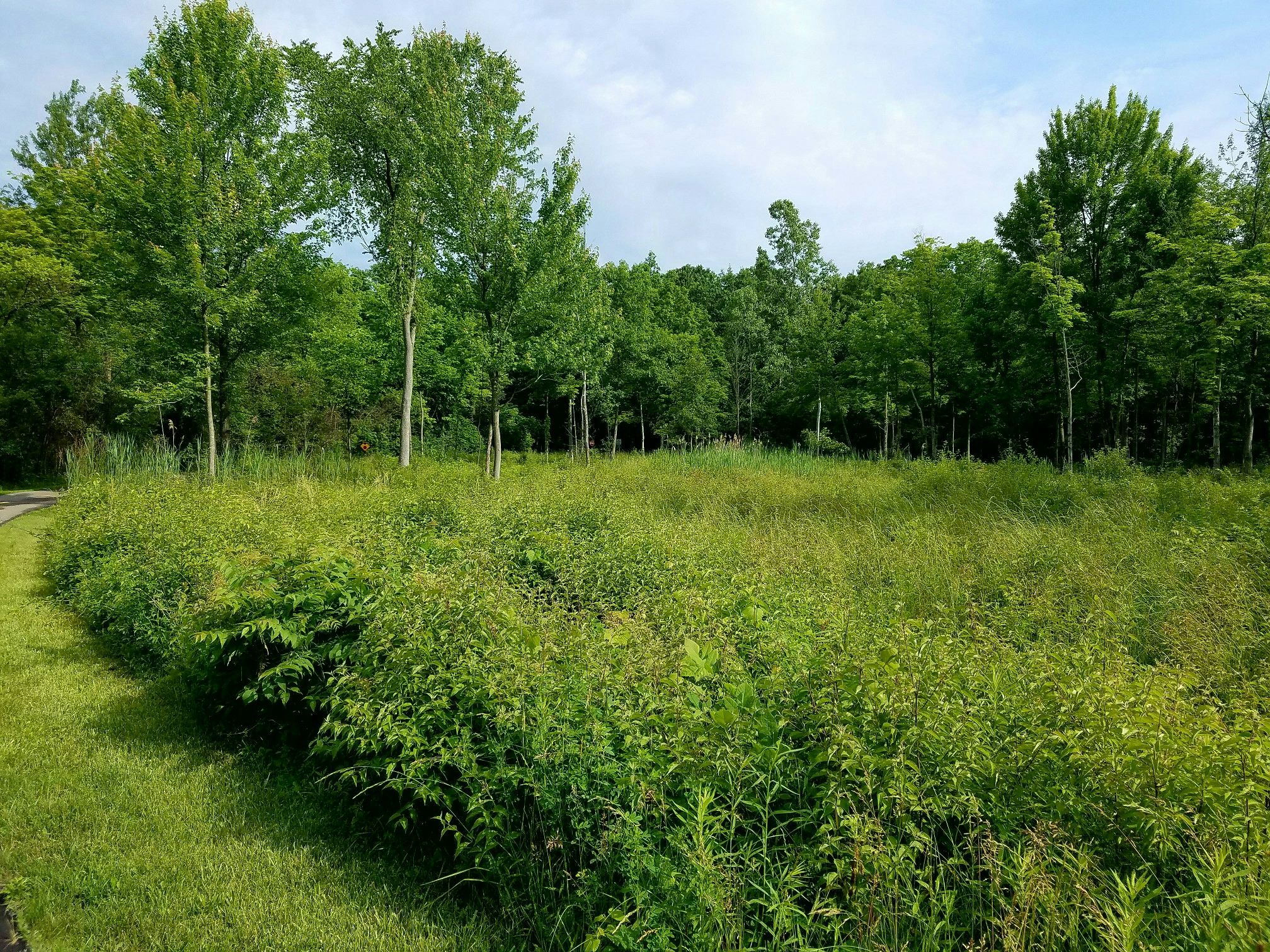 Lush green field with tall trees under a bright sky. - Humbug Marsh – Lake Erie Metropark loop from Trenton