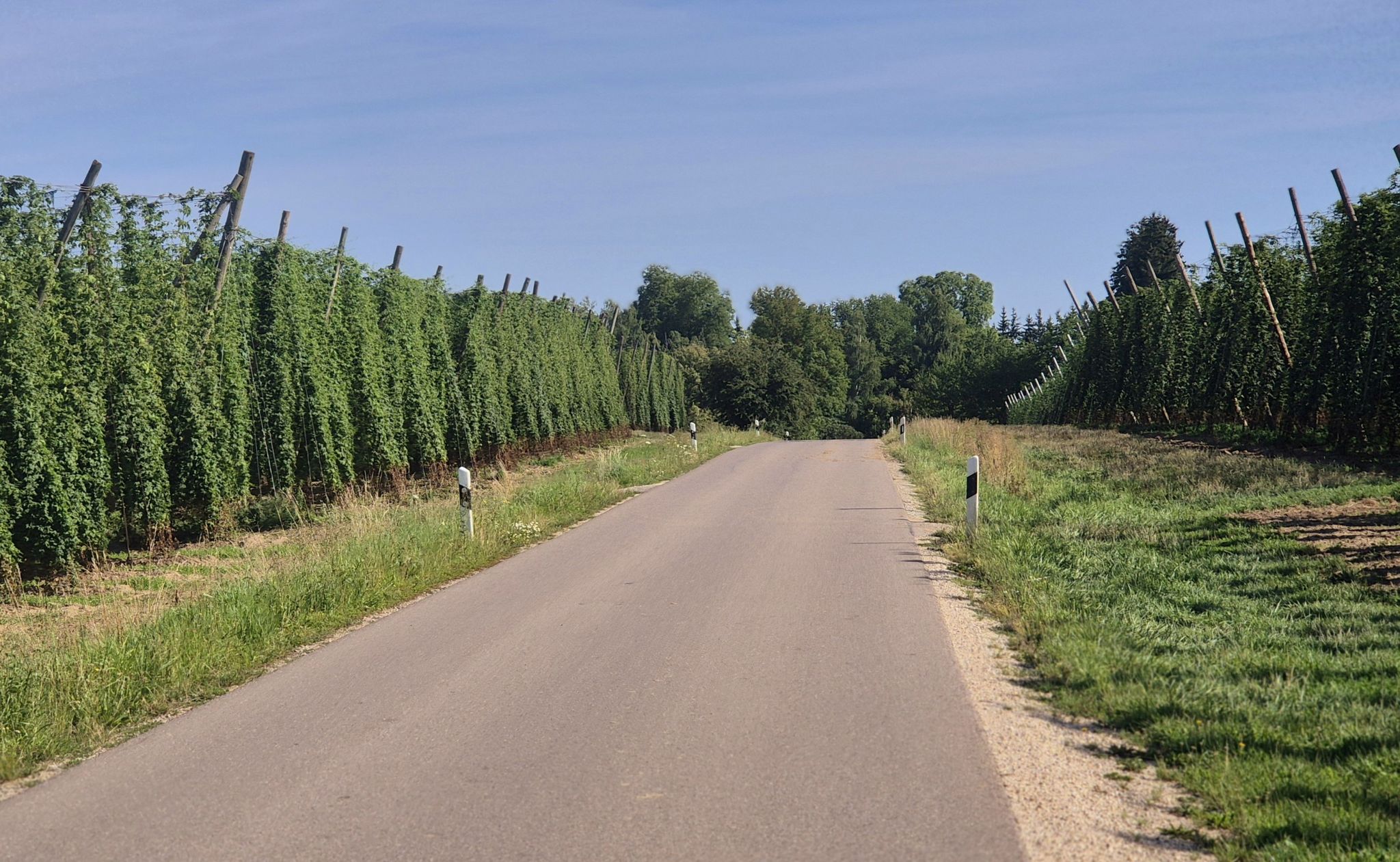Zwischen den Hopfengärten
