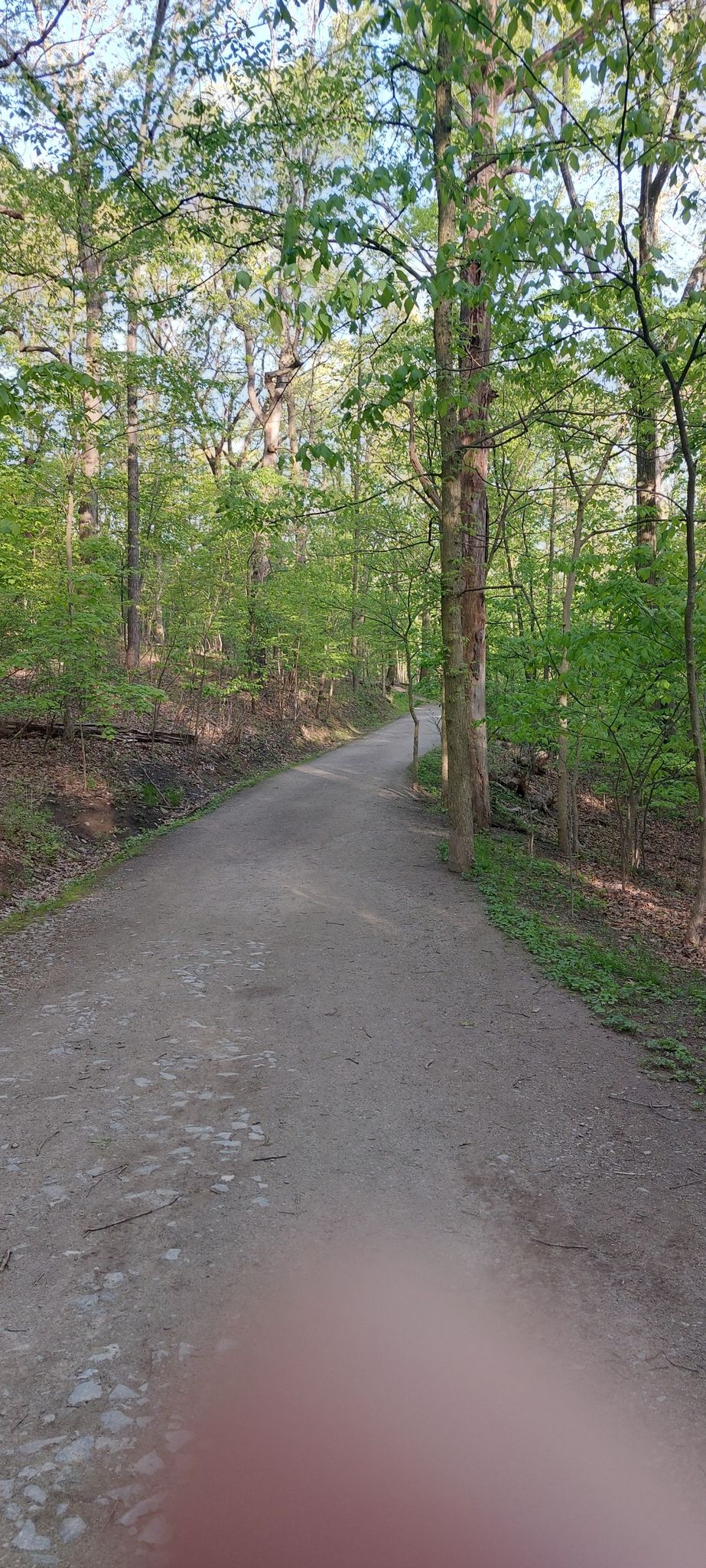 A wide dirt path winds through a lush, green forest. - South Clayton Trail loop from Swissvale
