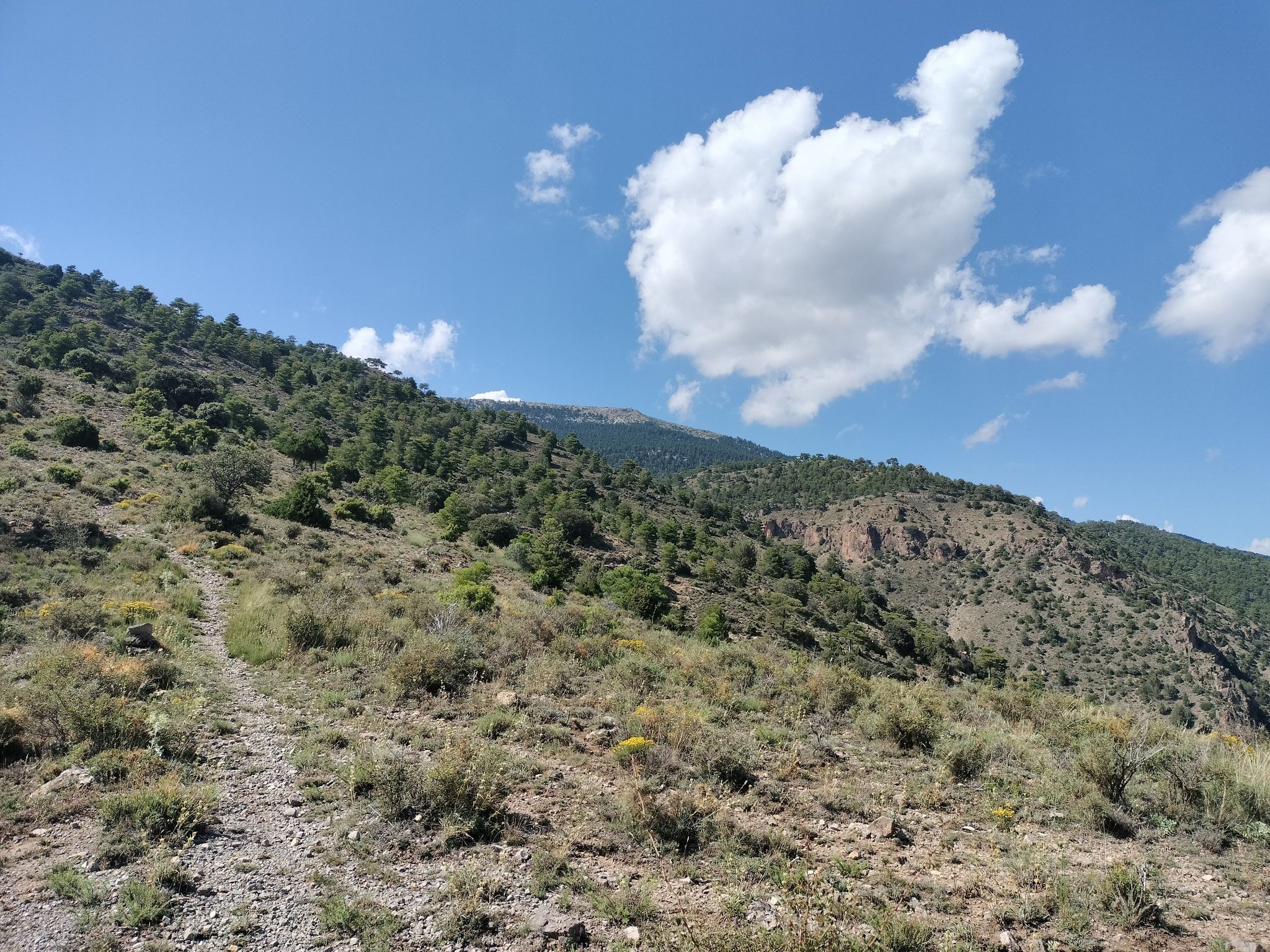pico del buitre