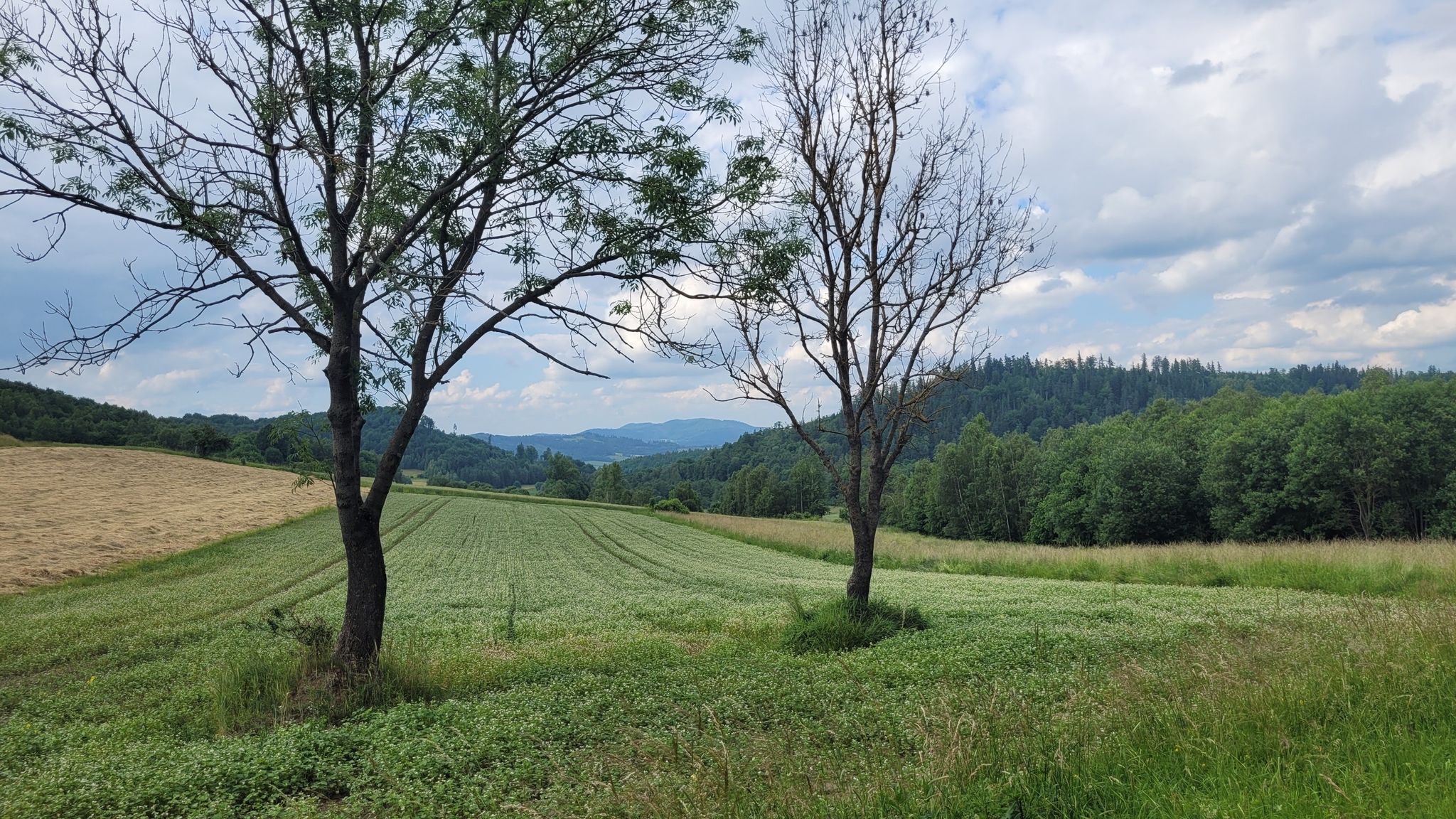Romanowo - Nowy Waliszów, Przełęcz z widokiem na Górę Kłodzka