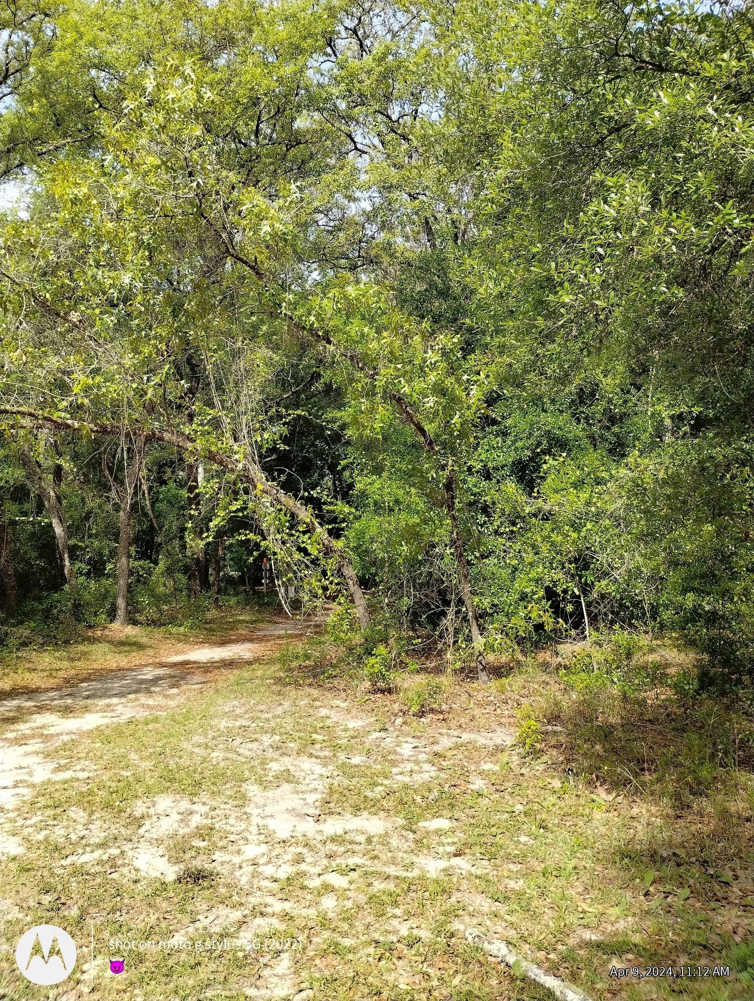 A sunny dirt clearing surrounded by dense green forest foliage. - Ross Prairie Trailhead – Ross Prairie Tract loop from Dunnellon Forestry Lookout Tower