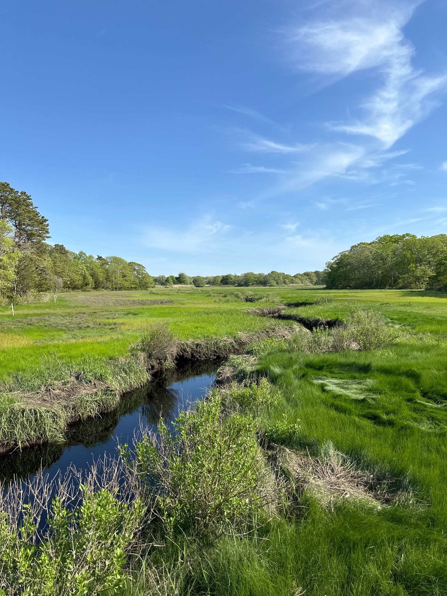 A winding dark stream flows through a vibrant green marsh under a clear blue sky. - Cornell Farm – Little River Reserve loop from Gray Reserve