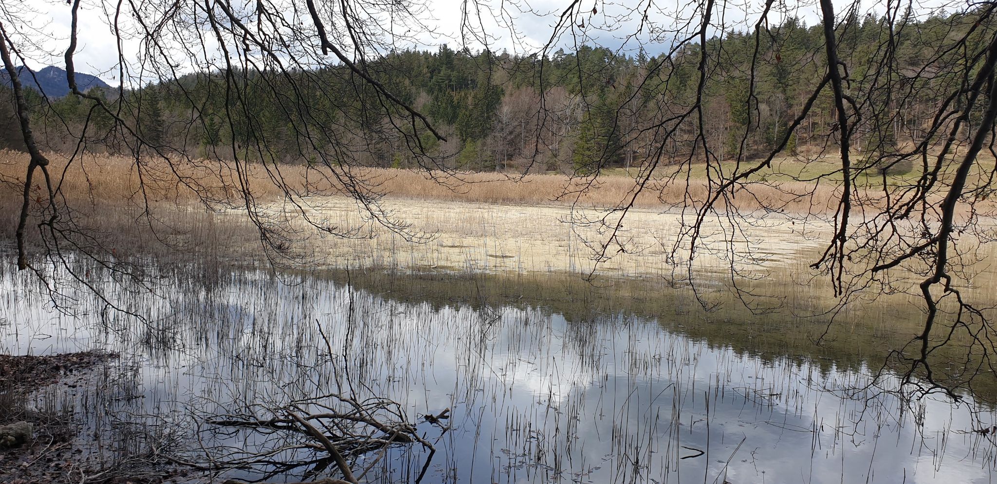 Liegt da auf dem Obersee schon wieder oder immer noch Blütenstaub?