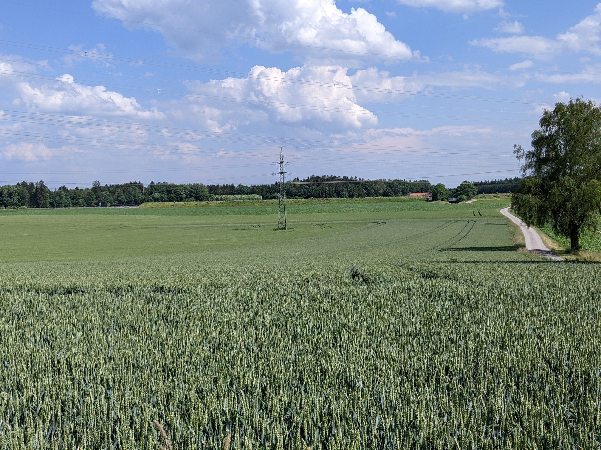 Blick zum Kreuzlinger Forst (hinter der A96)