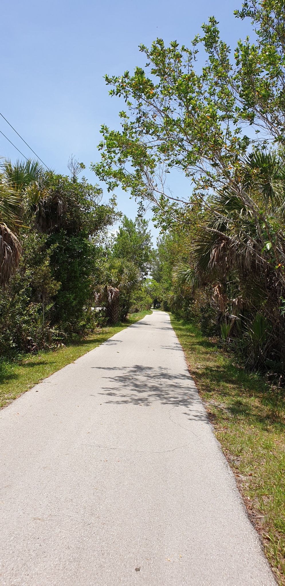 A straight paved path lined with green trees under a clear blue sky. - Tarpon Road – Frannie's Preserve loop from Bailey Tract