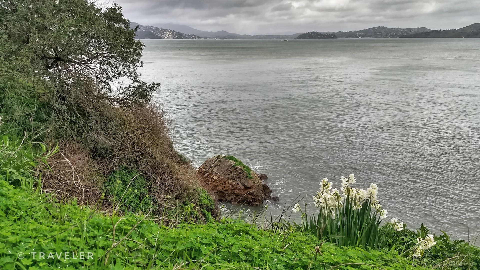 Grassy hillside with white flowers overlooking a wide bay under cloudy sky. - Marina Green – Pier 39 loop from Presidio of San Francisco