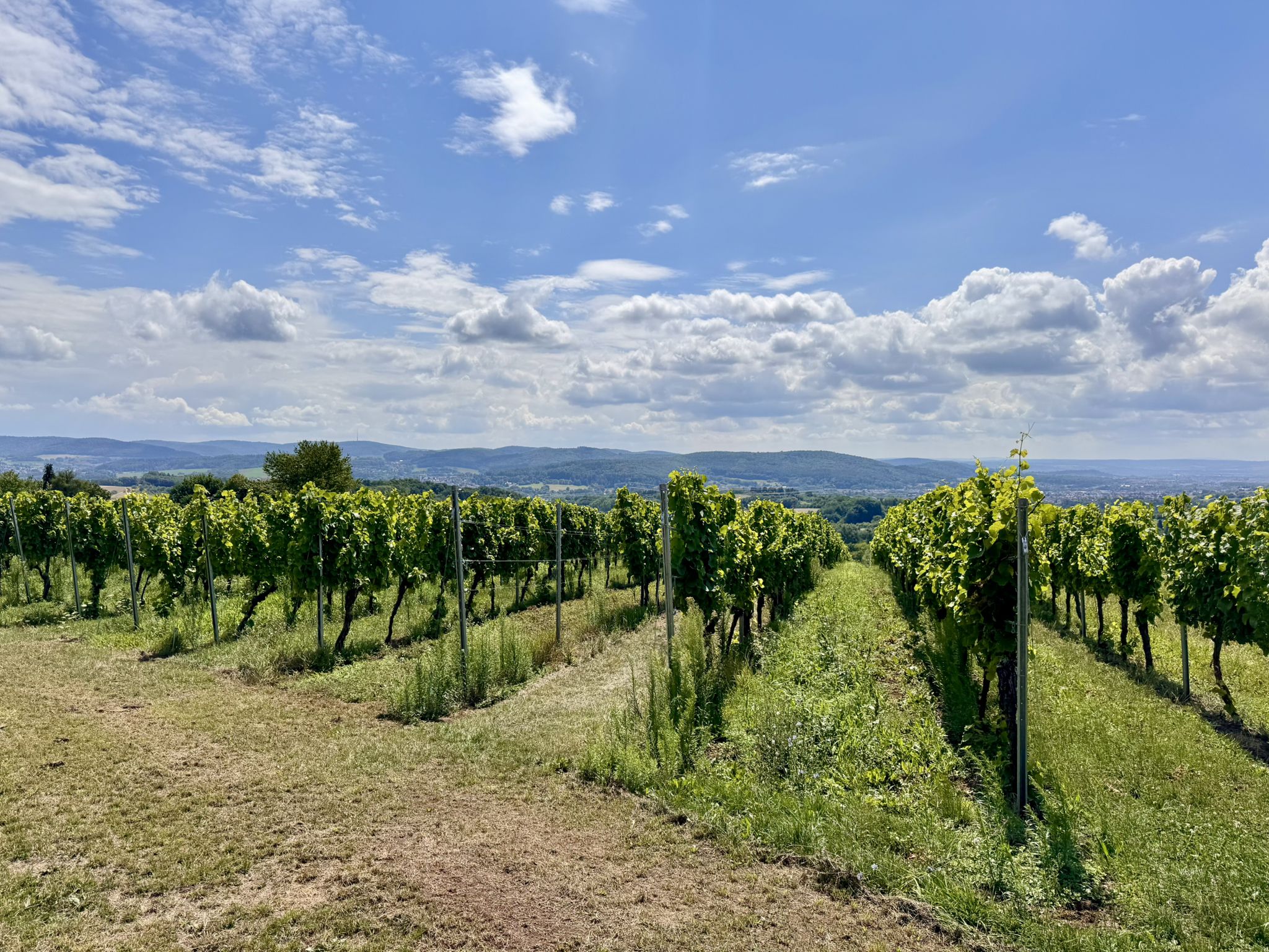 ...bekanntes Fotomotiv beim Weingut Holler...