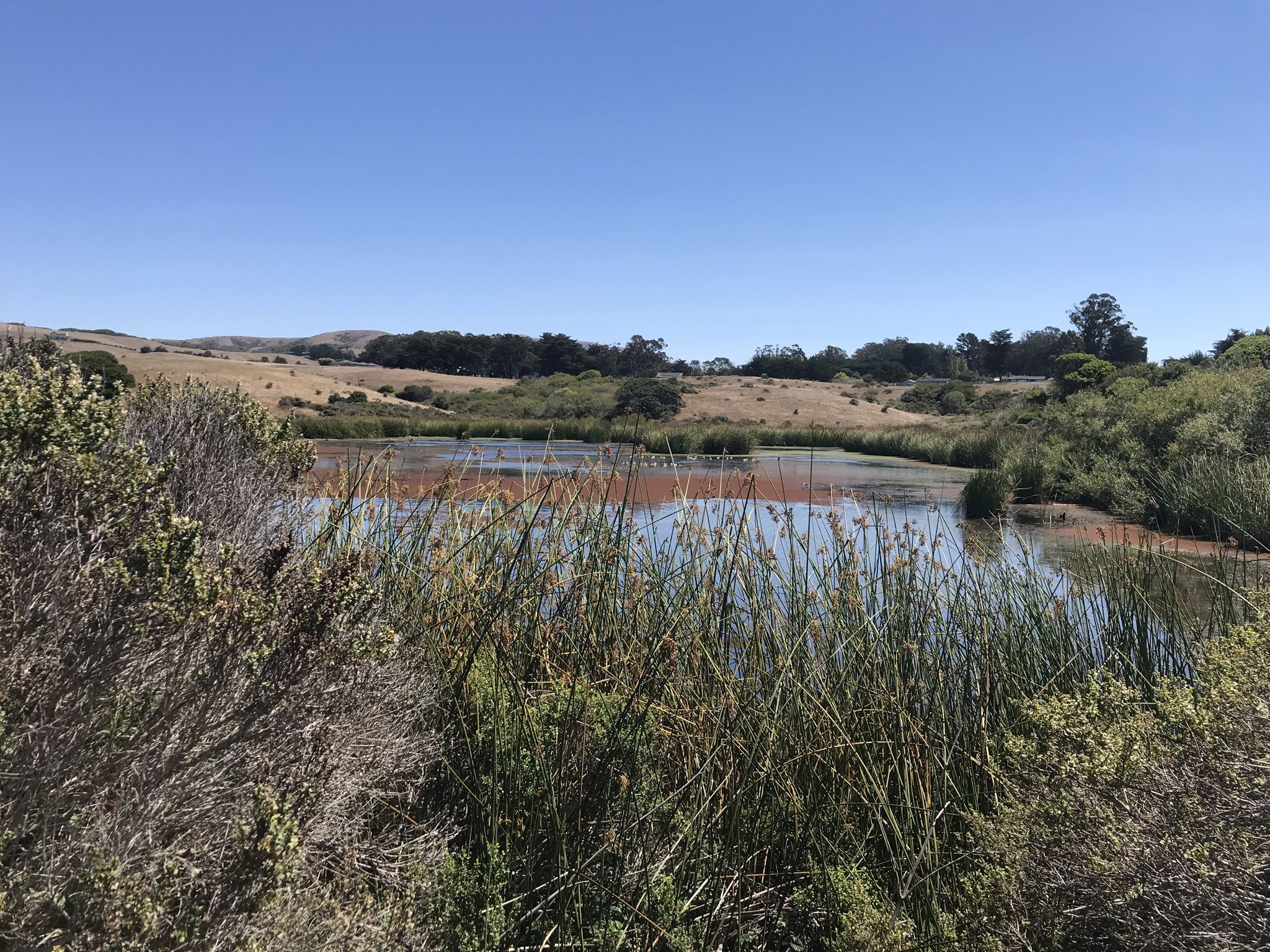 A sunny view of a pond surrounded by tall green and dry grasses. - Tomales Bay Trailhead loop from Point Reyes Station