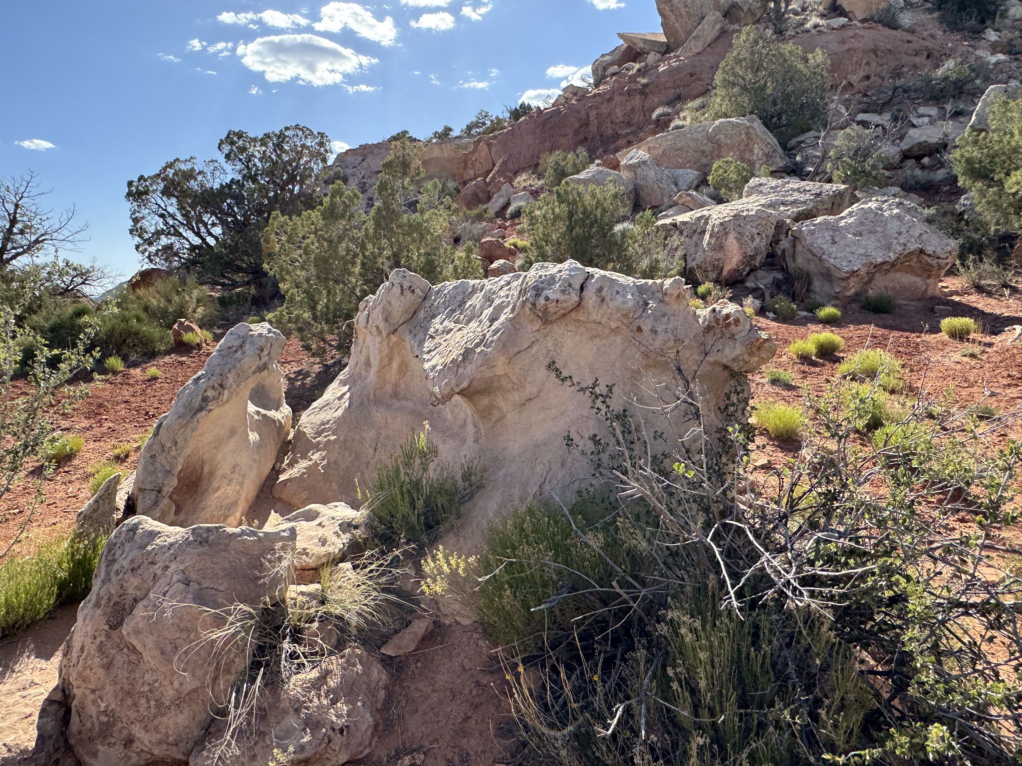 Large light boulders and green shrubs on a red dirt hillside, bright sky. - Saddlehorn Pueblo – Sand Canyon Trail loop from Sand Canyon South Trailhead