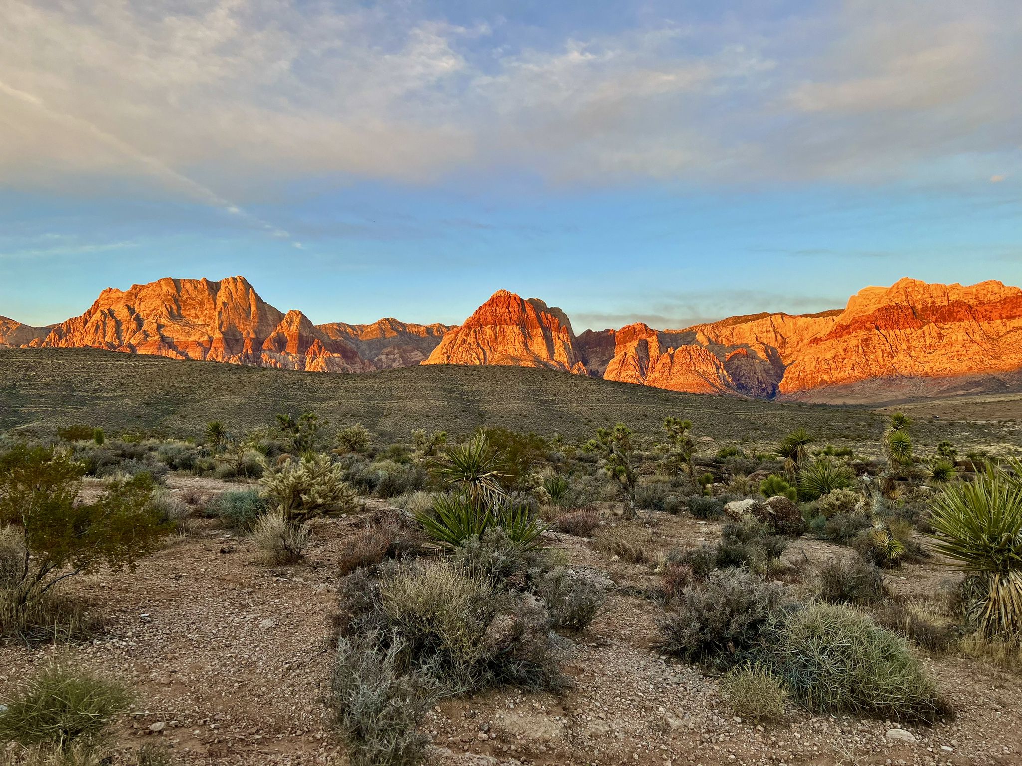 Desert landscape with diverse plants and mountains glowing in warm sunset light. - Kibbles N' Bits loop — Cowboy Trails