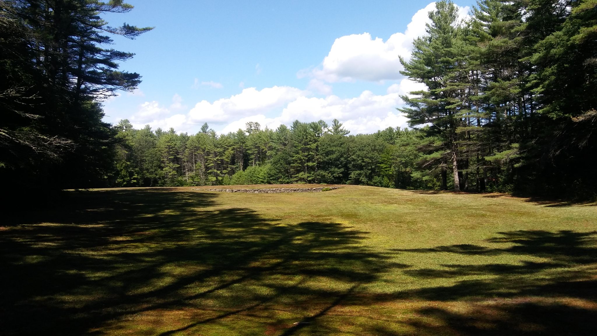 Sunny grassy clearing surrounded by tall pine trees with dappled shadows. - Mount Grace