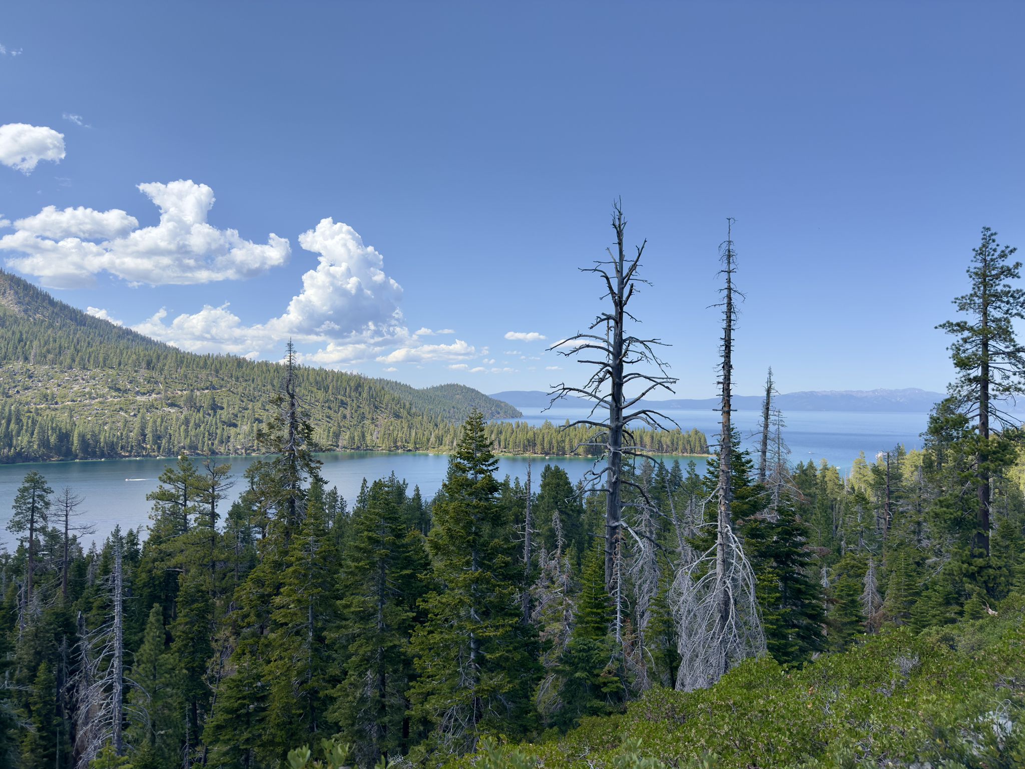 Lake view through tall pine trees, some dead, under a blue sky. - Vikingsholm, Lower Eagle Falls, and Rubicon Trail Loop