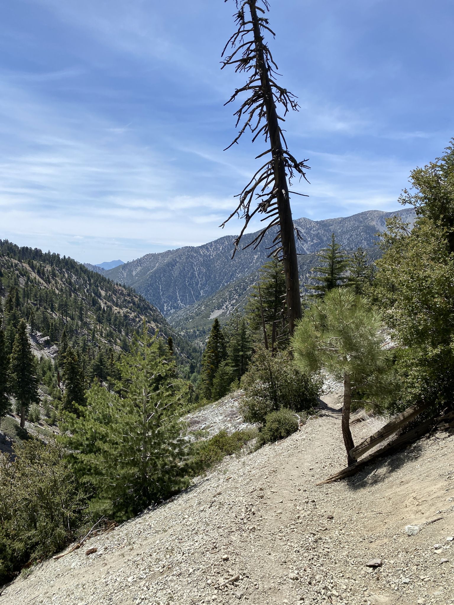 A dirt path winds along a mountain slope with a dead tree. - Icehouse Canyon Trail