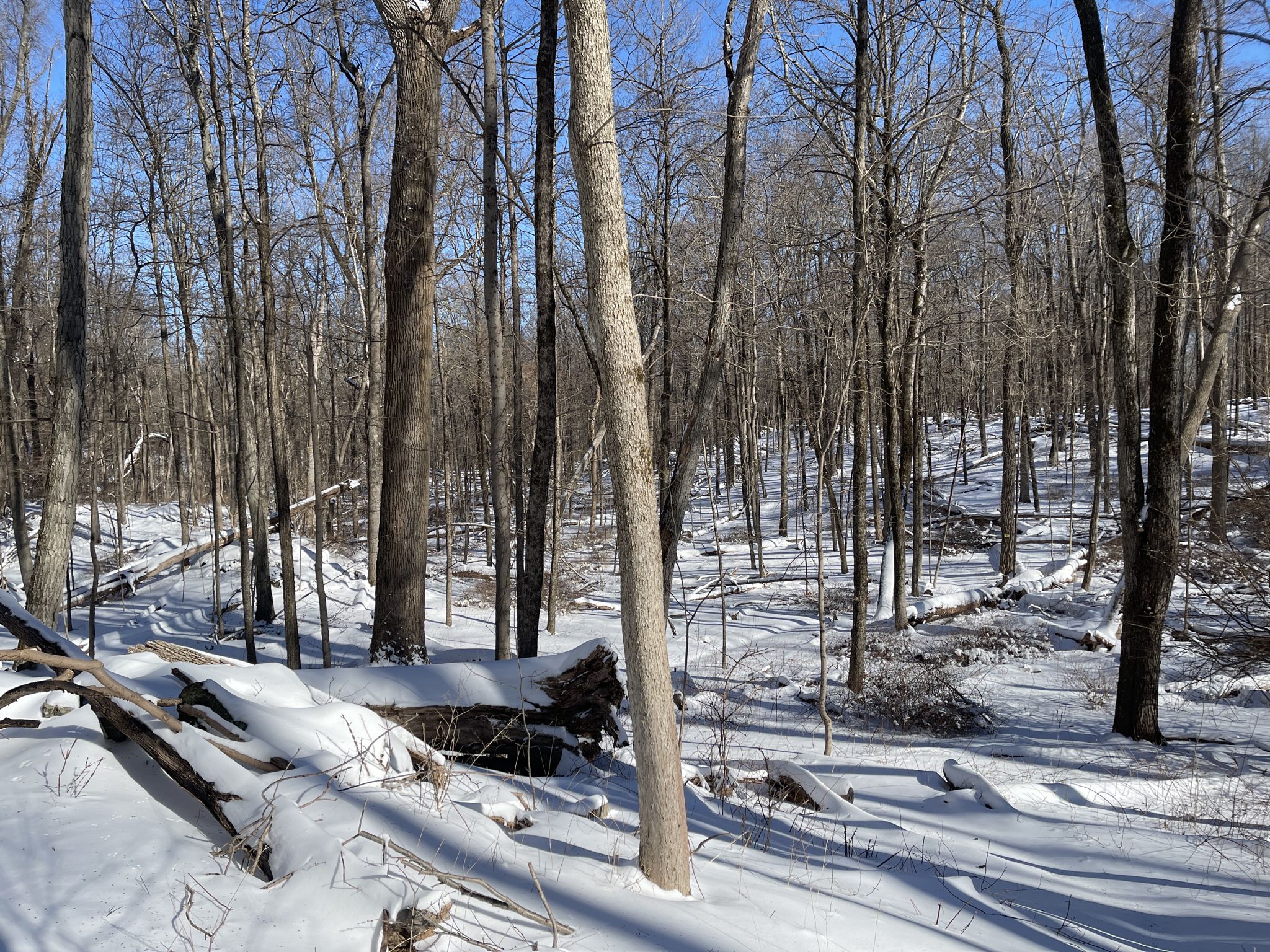Sunny winter forest with bare trees and snow-covered ground and logs. - Lost Pond and Sentry Ridge Loop