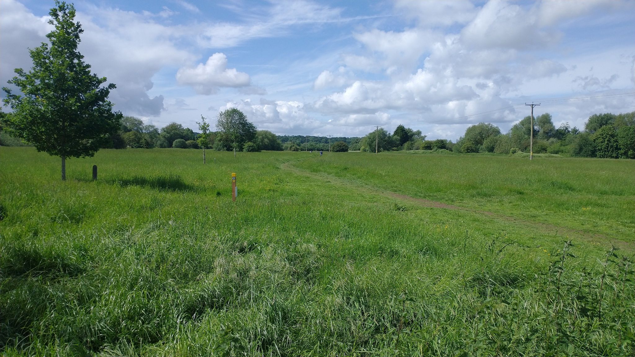 meadow by the river