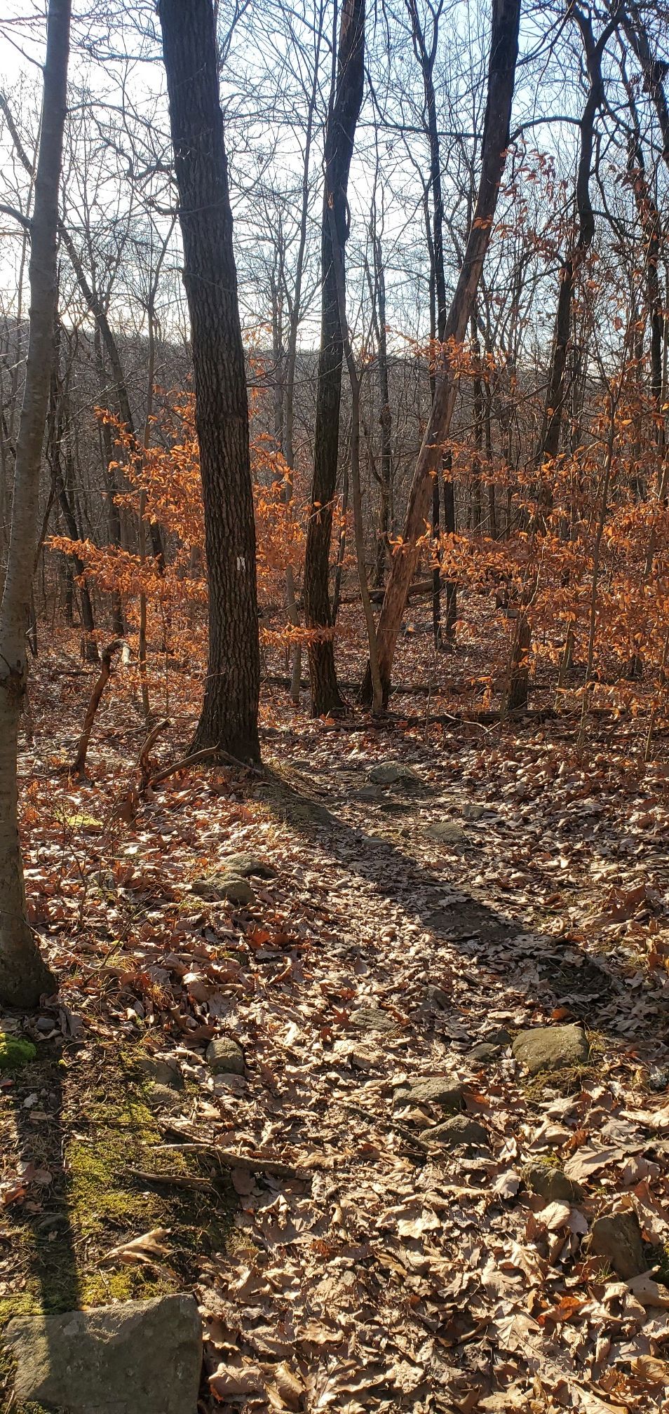 Sunlight filters through bare trees onto a forest floor covered in autumn leaves. - Hawkwatch Overlook loop from Rockaway Township Open Space