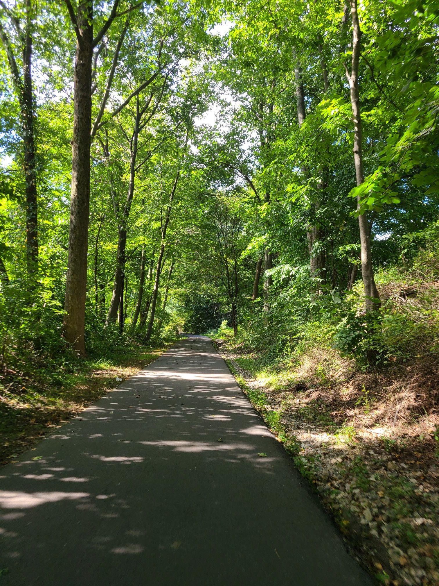Paved path winding through a dense, sunlit green forest. - Tibbetts Brook Park Entrance – Tibbetts Brook Park loop from Riverdale