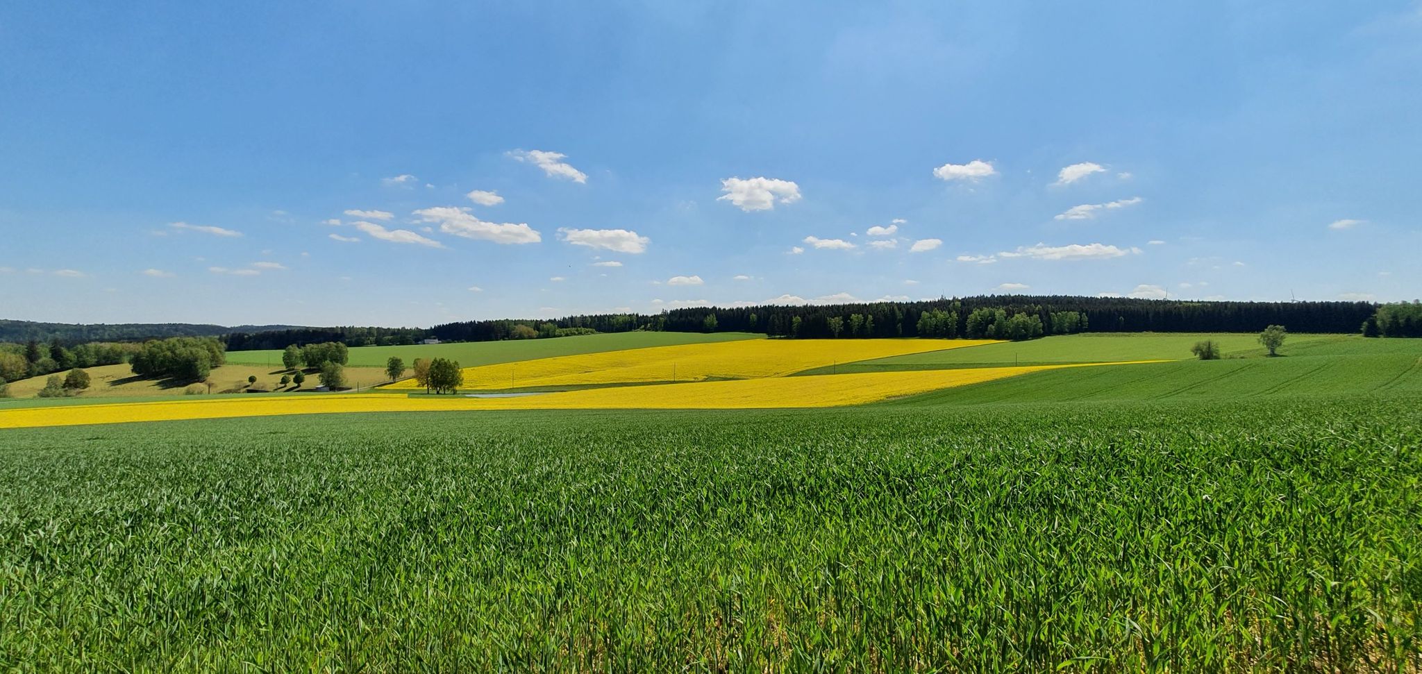 Rapsfelder bei Raun