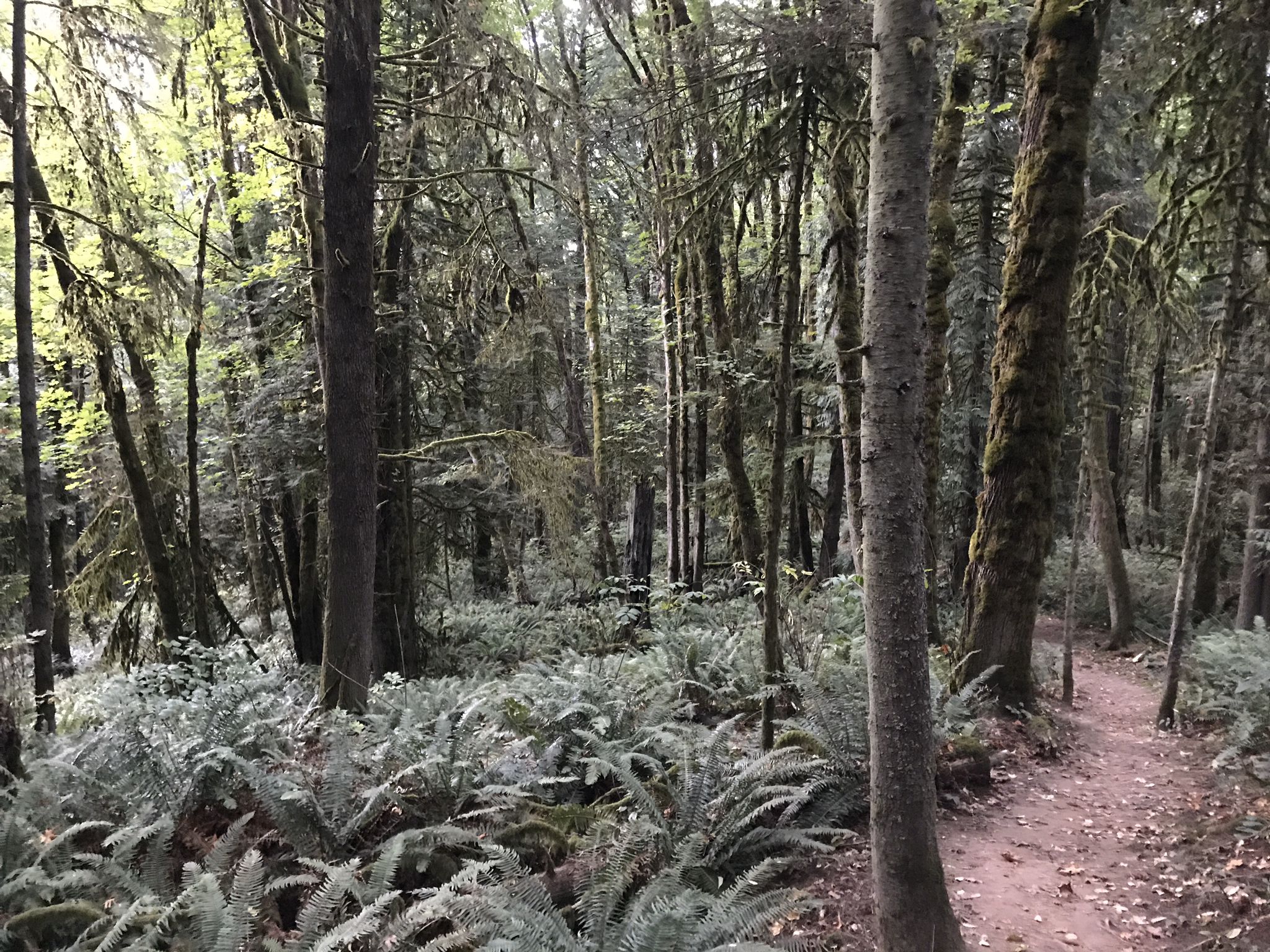 A winding dirt path through a dense forest with ferns and tall trees. - Wildwood and Hardesty Loop via Northwest Firelane 7 Road