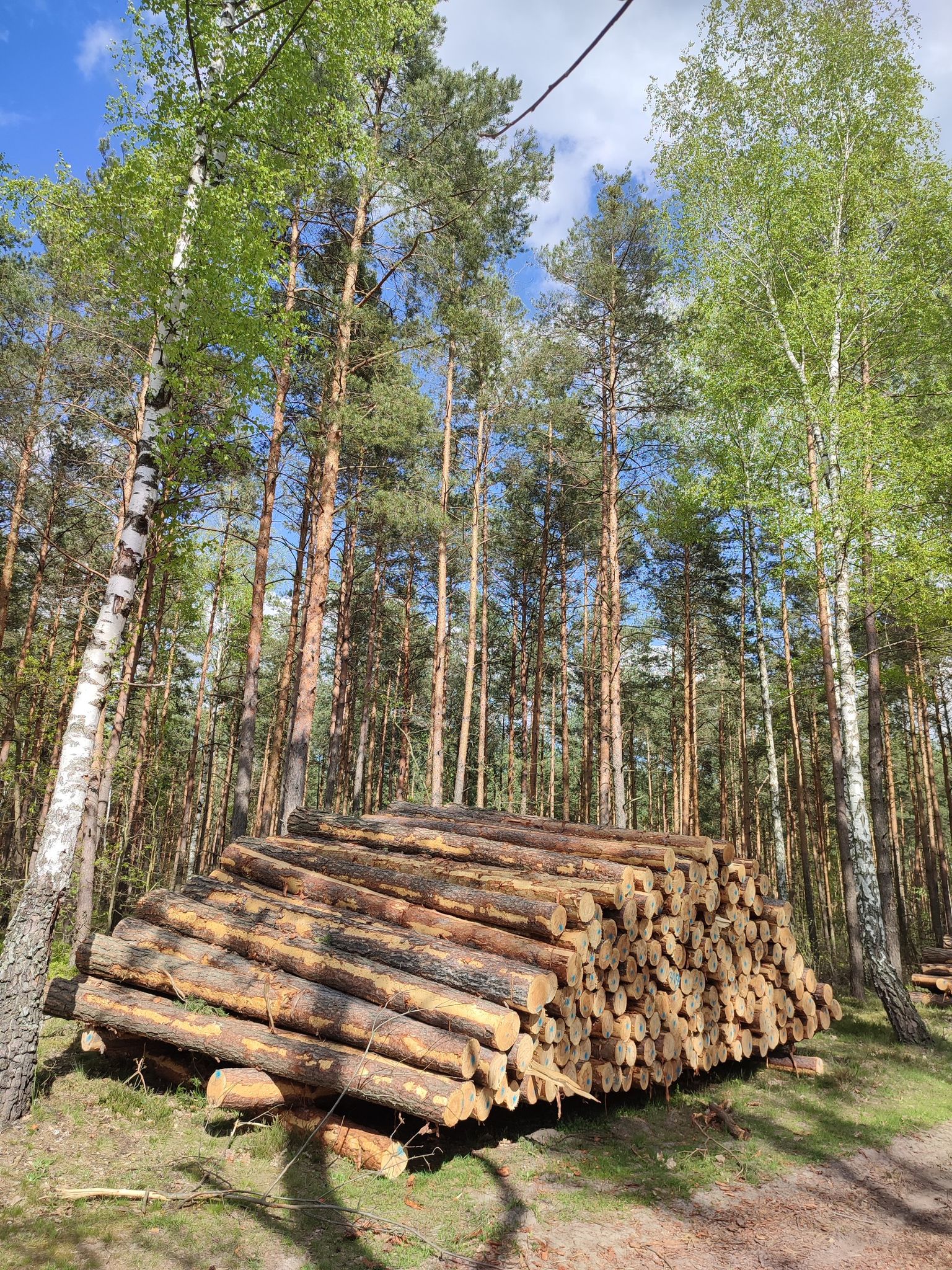 Skład drewna