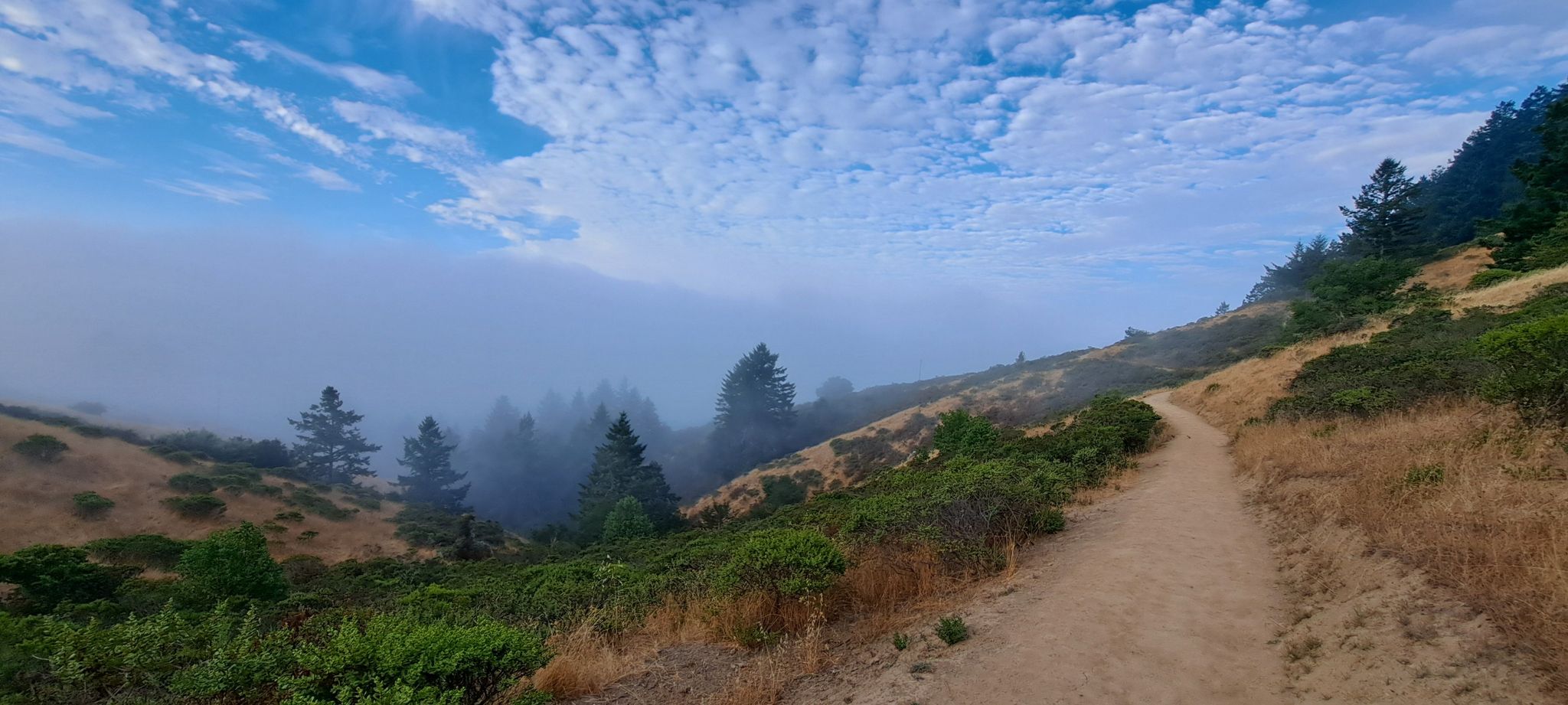 Dirt path on a hillside with trees, fog, and a cloudy blue sky. - Steep Ravine and Dipsea Trail Loop