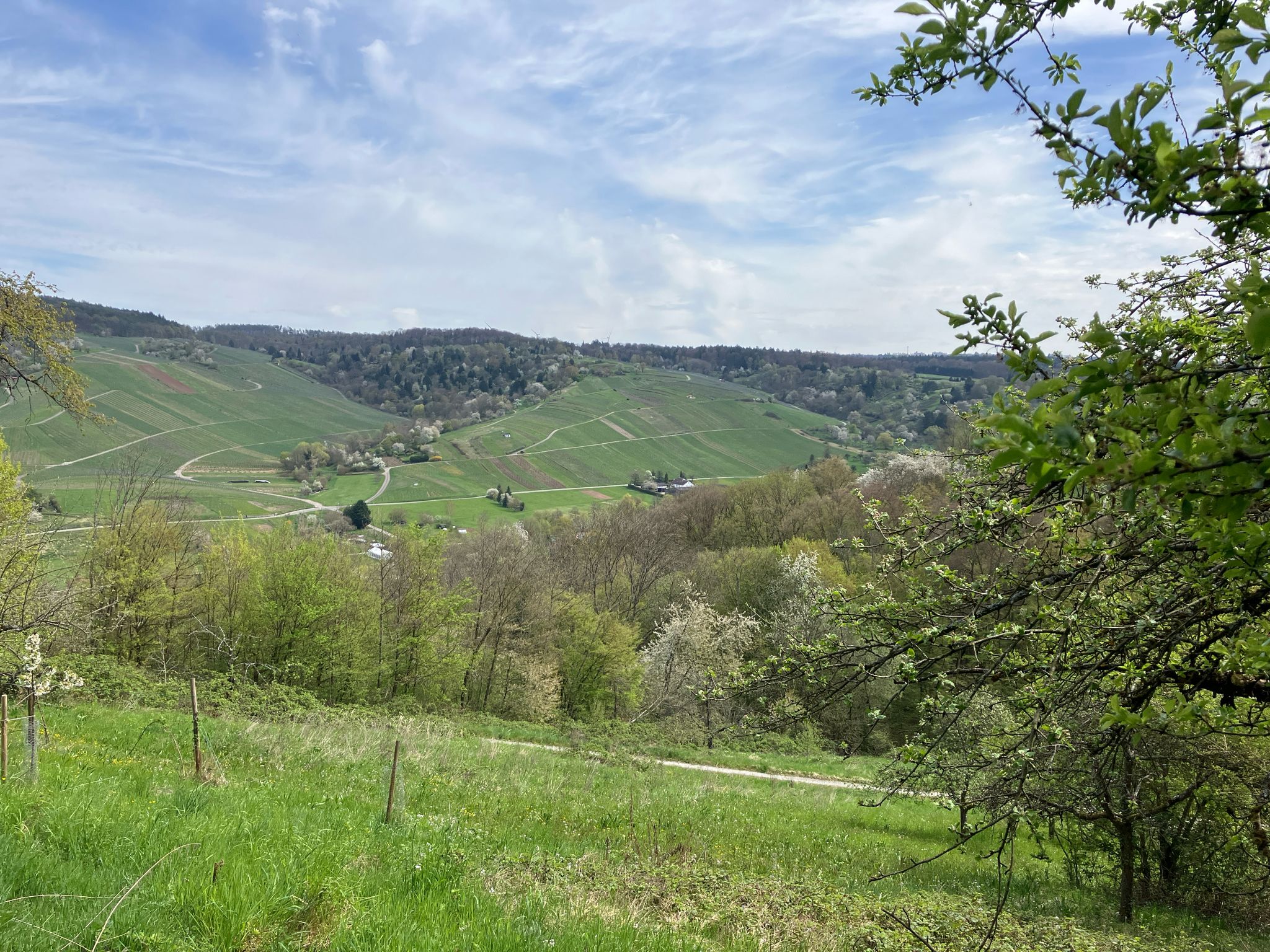 Aussicht auf die Schnaiter Weinberge