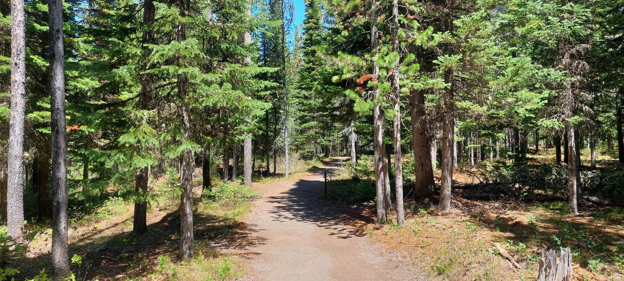Dirt path winding through a dense, sunlit pine forest. - Lakeshore Trail