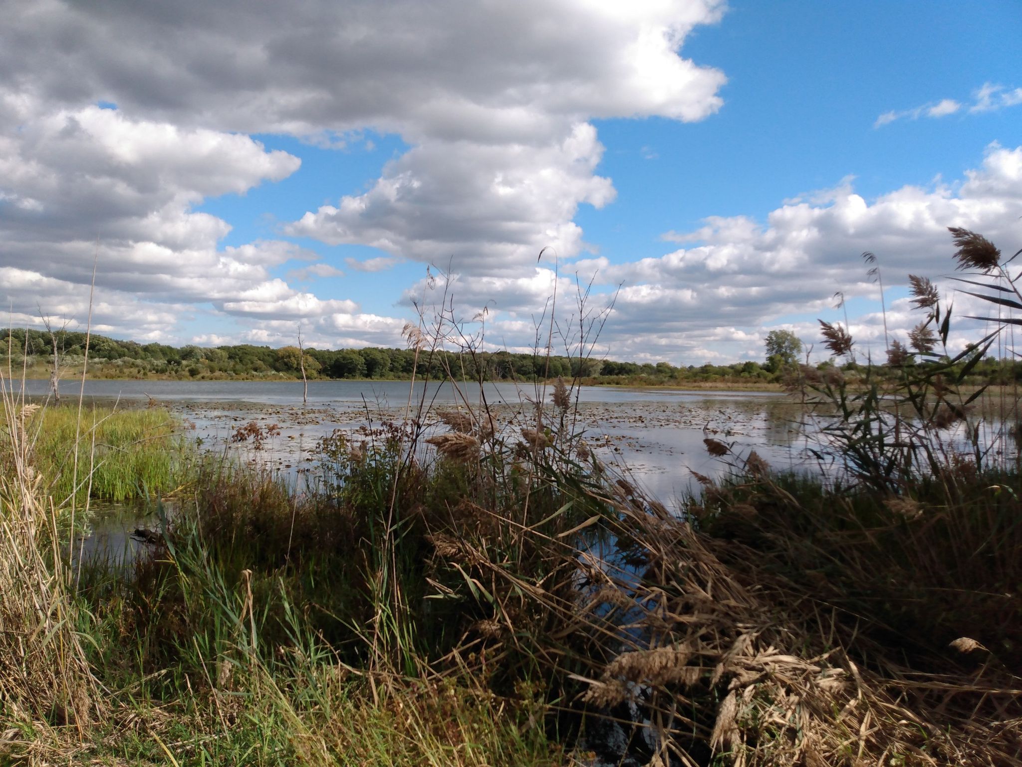 Wetland with tall reeds, calm water, distant trees under a cloudy sky. - Sag Valley Brown Unpaved Loop
