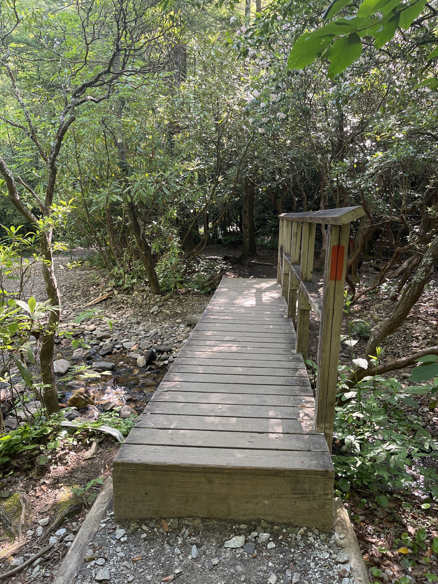 A wooden footbridge crosses a small stream in a sunlit, green forest. - Pink Beds Loop Trail – Bennett Gap Trail loop from South Fork Mills River