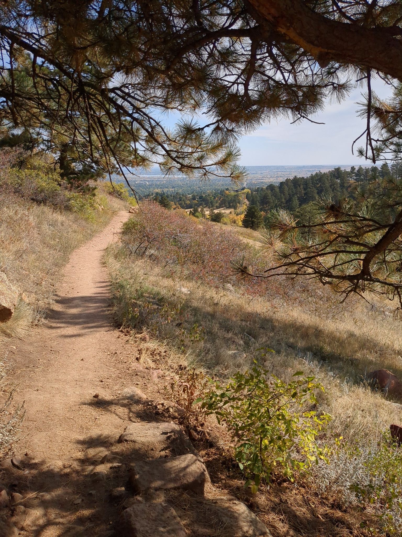 Dirt trail winding through dry, grassy hills under a bright sky. - Skunk Canyon and Kohler Mesa Loop